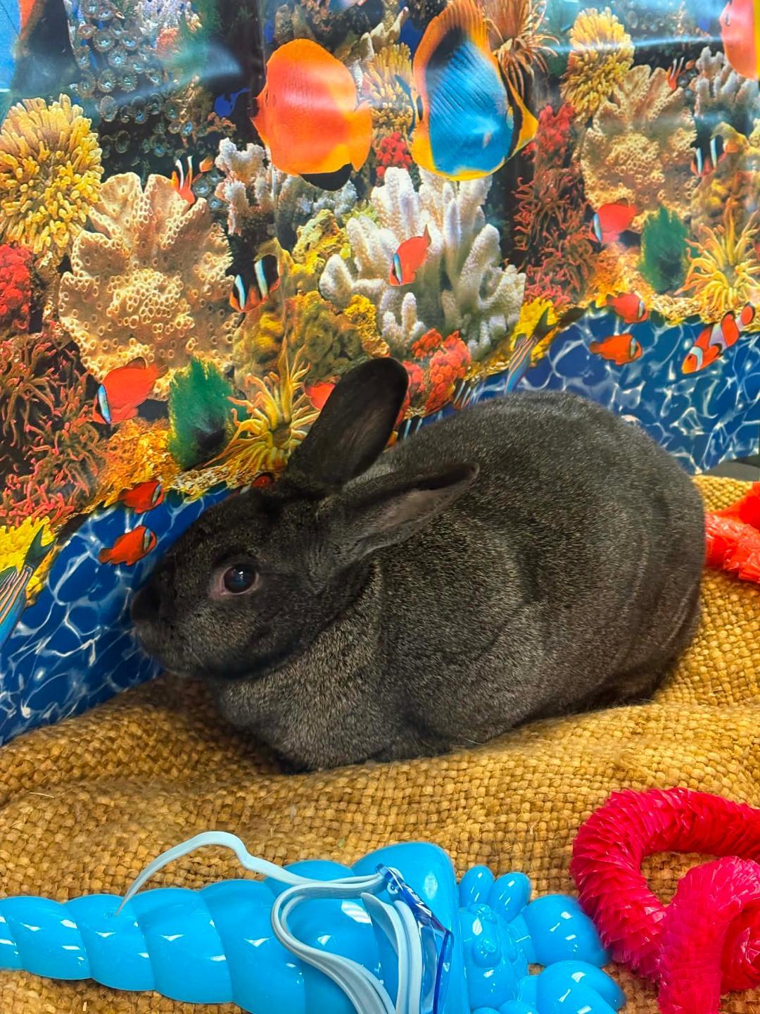 Enlarge Sabrina, a Adoptable Silver Fox in Youngstown, OH image 4/6