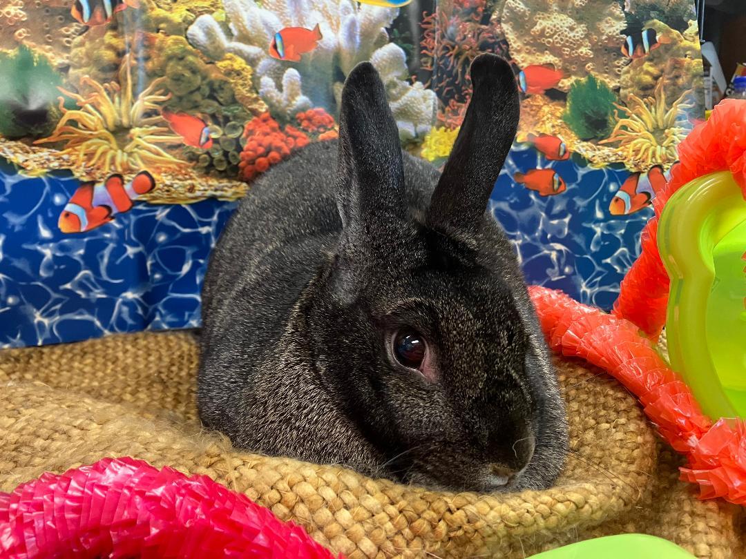 Enlarge Sabrina, a Adoptable Silver Fox in Youngstown, OH image 1/6