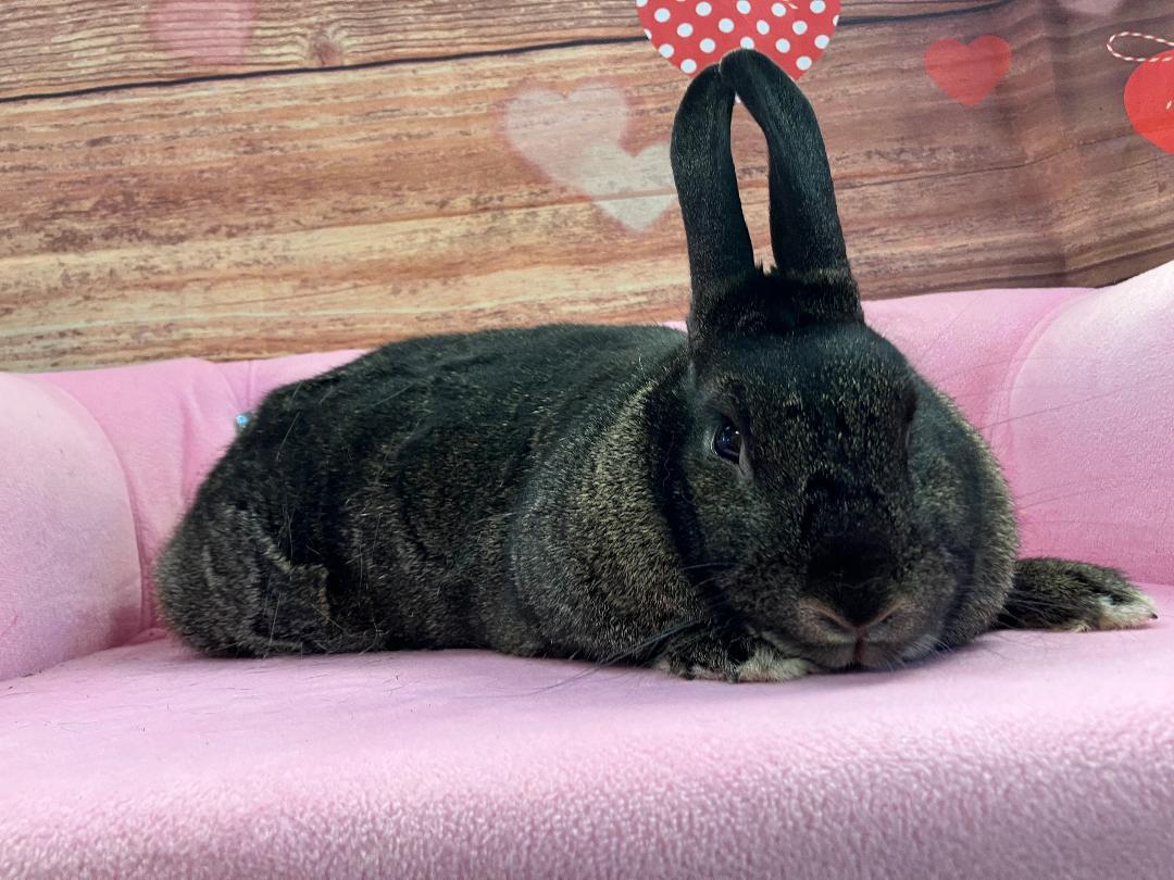 Enlarge Sabrina, a Adoptable Silver Fox in Youngstown, OH image 6/6
