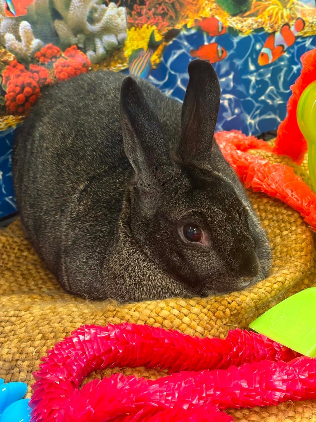 Enlarge Sabrina, a Adoptable Silver Fox in Youngstown, OH image 3/6