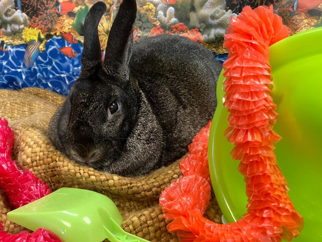 Enlarge Sabrina, a Adoptable Silver Fox in Youngstown, OH image 5/6