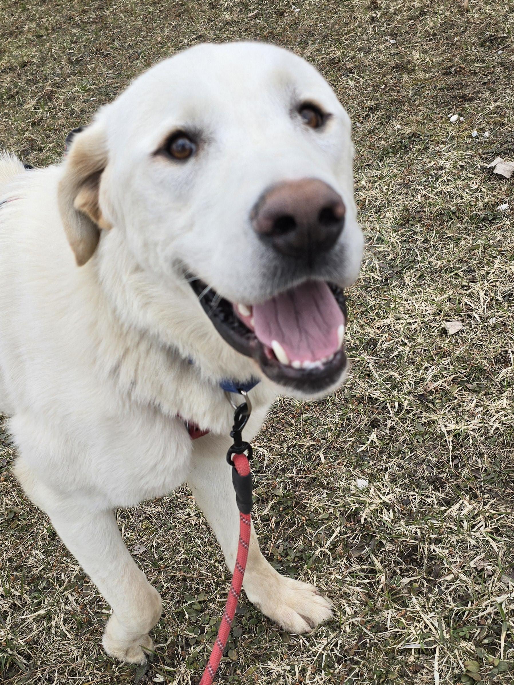 Buddy, an adoptable Akbash in Chatsworth, ON, N0H 1G0 | Photo Image 3