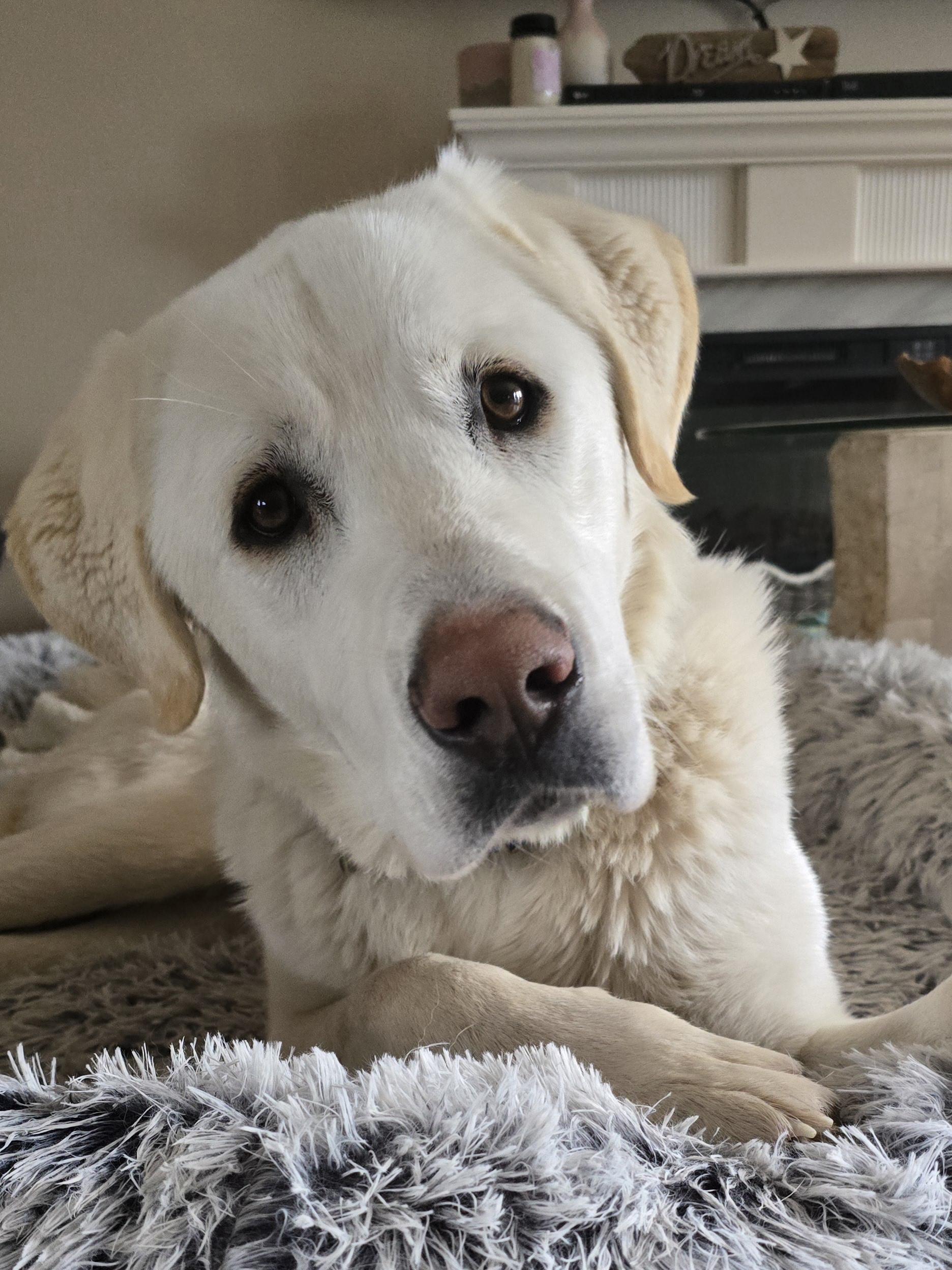 Buddy, a Adoptable mixed breed in Chatsworth, ON image 4/6