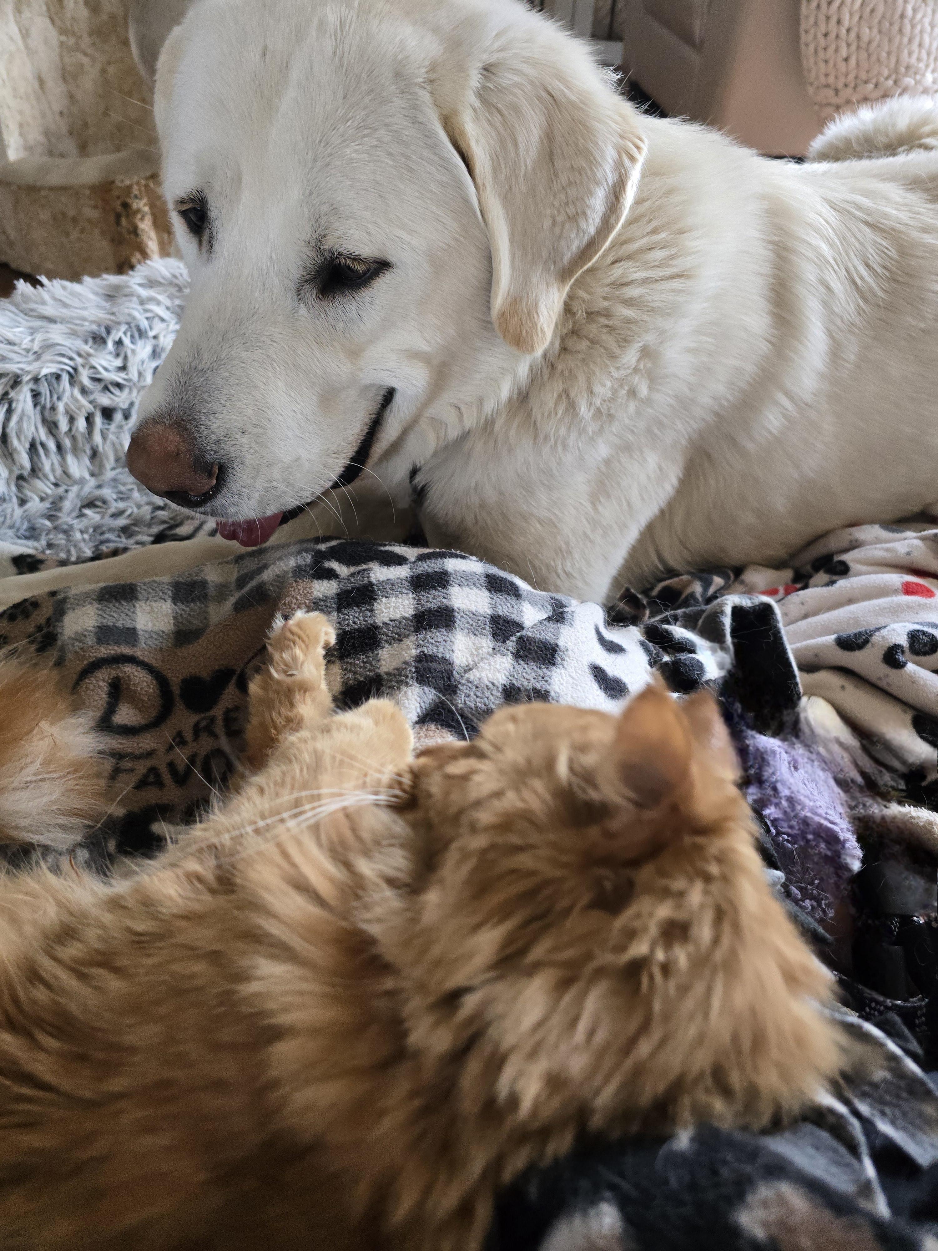 Buddy, a Adoptable mixed breed in Chatsworth, ON image 5/6