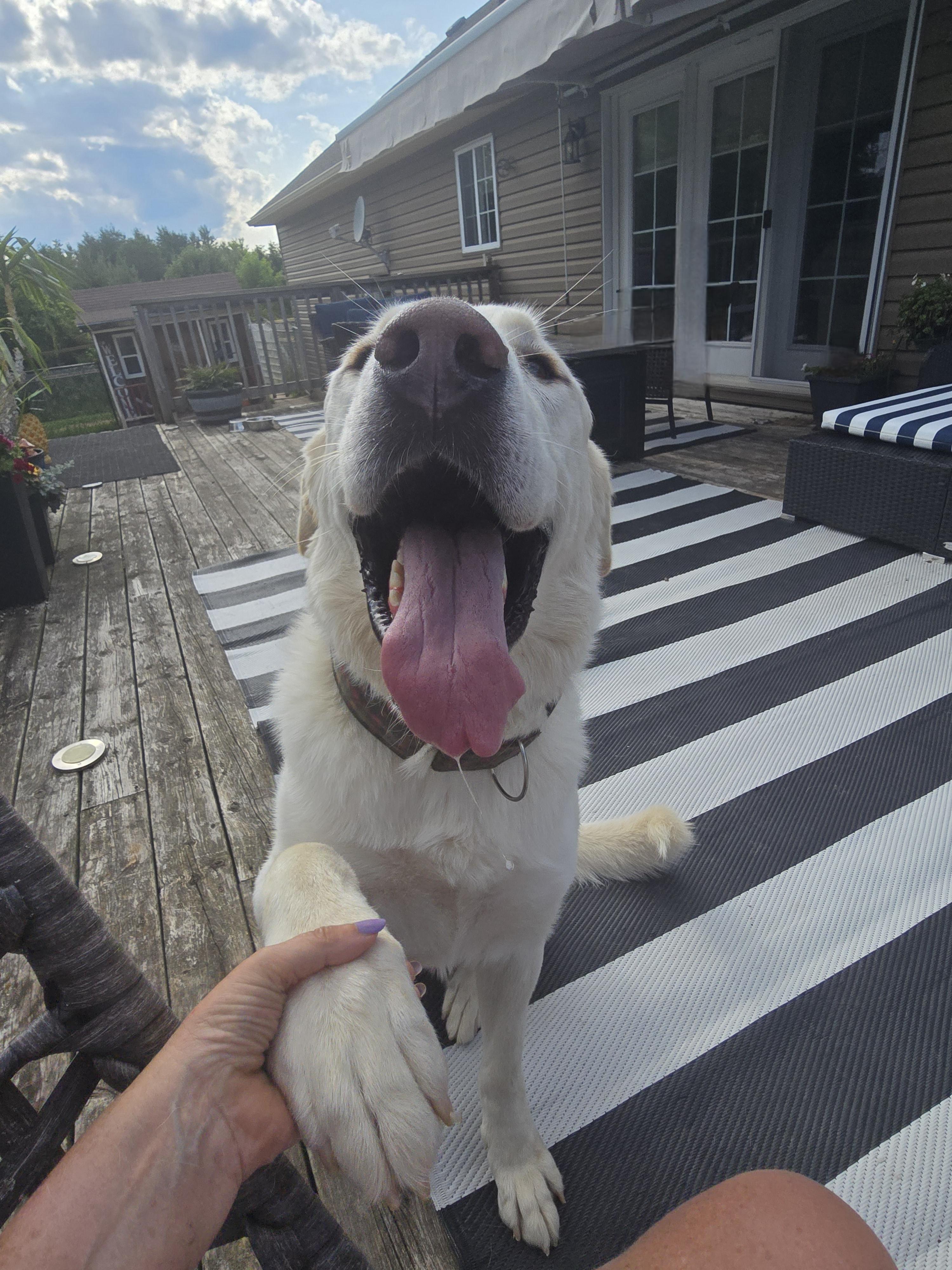 Buddy, a Adoptable mixed breed in Chatsworth, ON image 3/4
