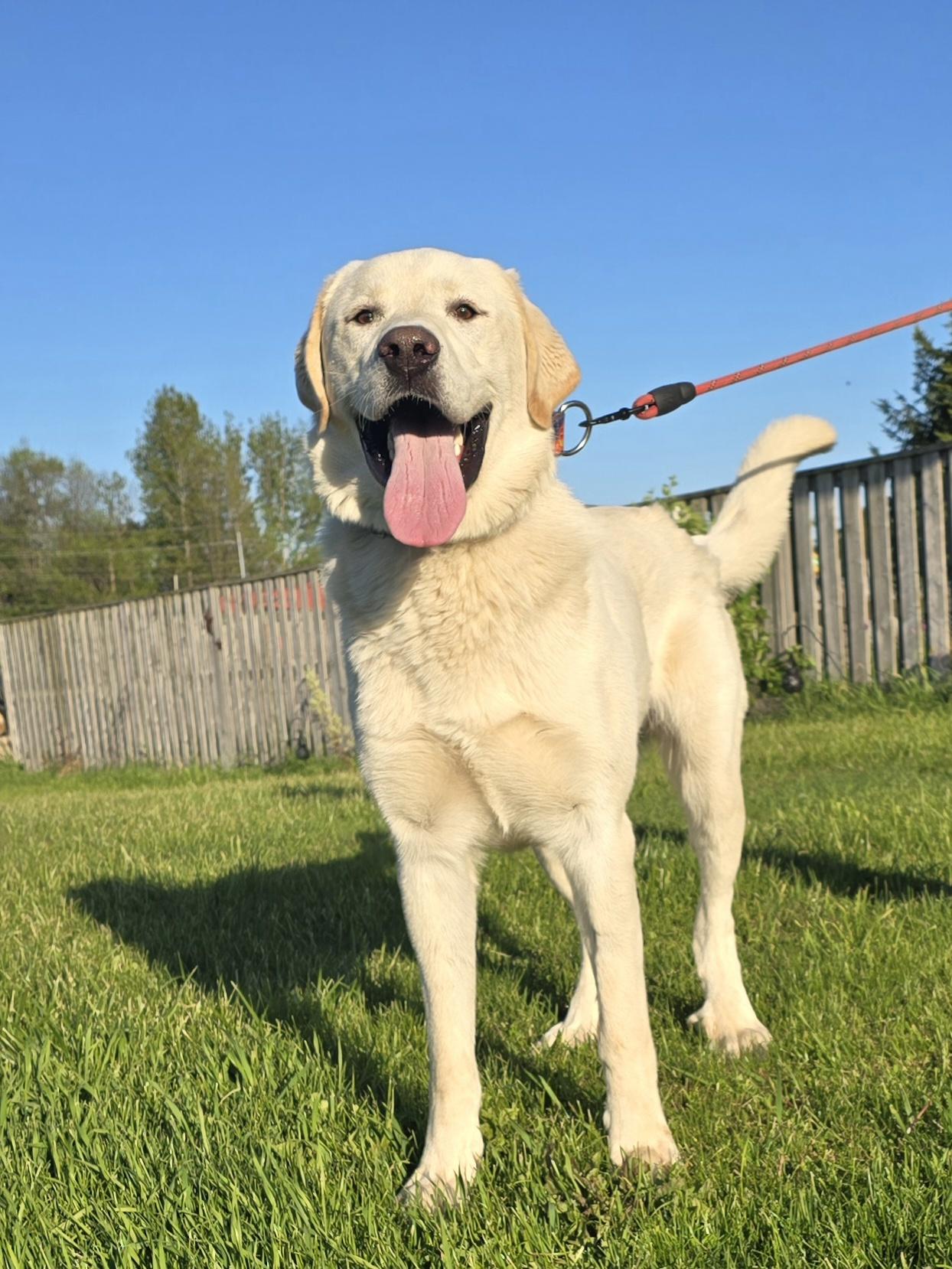 Buddy, an adoptable Akbash in Chatsworth, ON, N0H 1G0 | Photo Image 1