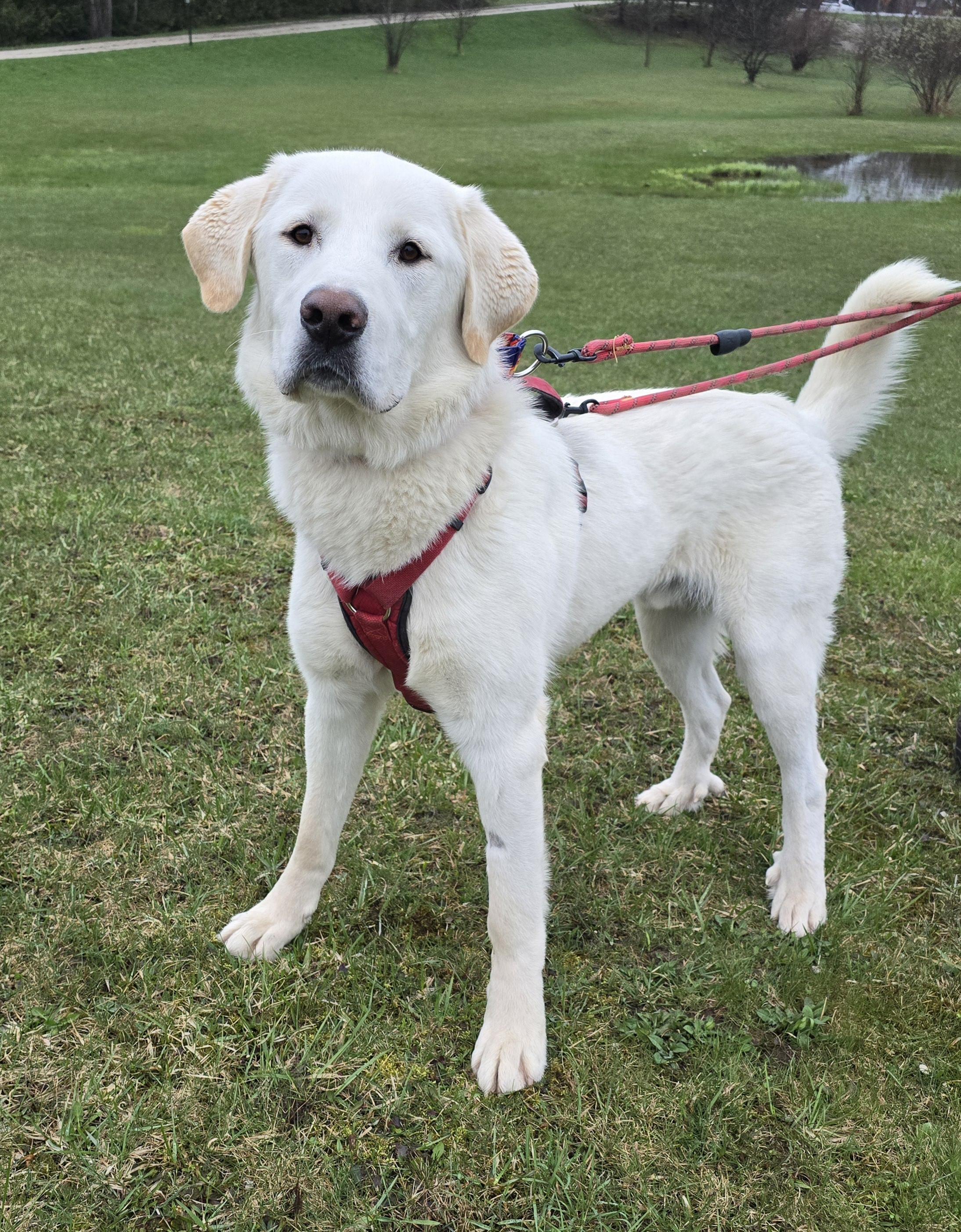 Buddy, an adoptable Akbash in Chatsworth, ON, N0H 1G0 | Photo Image 6