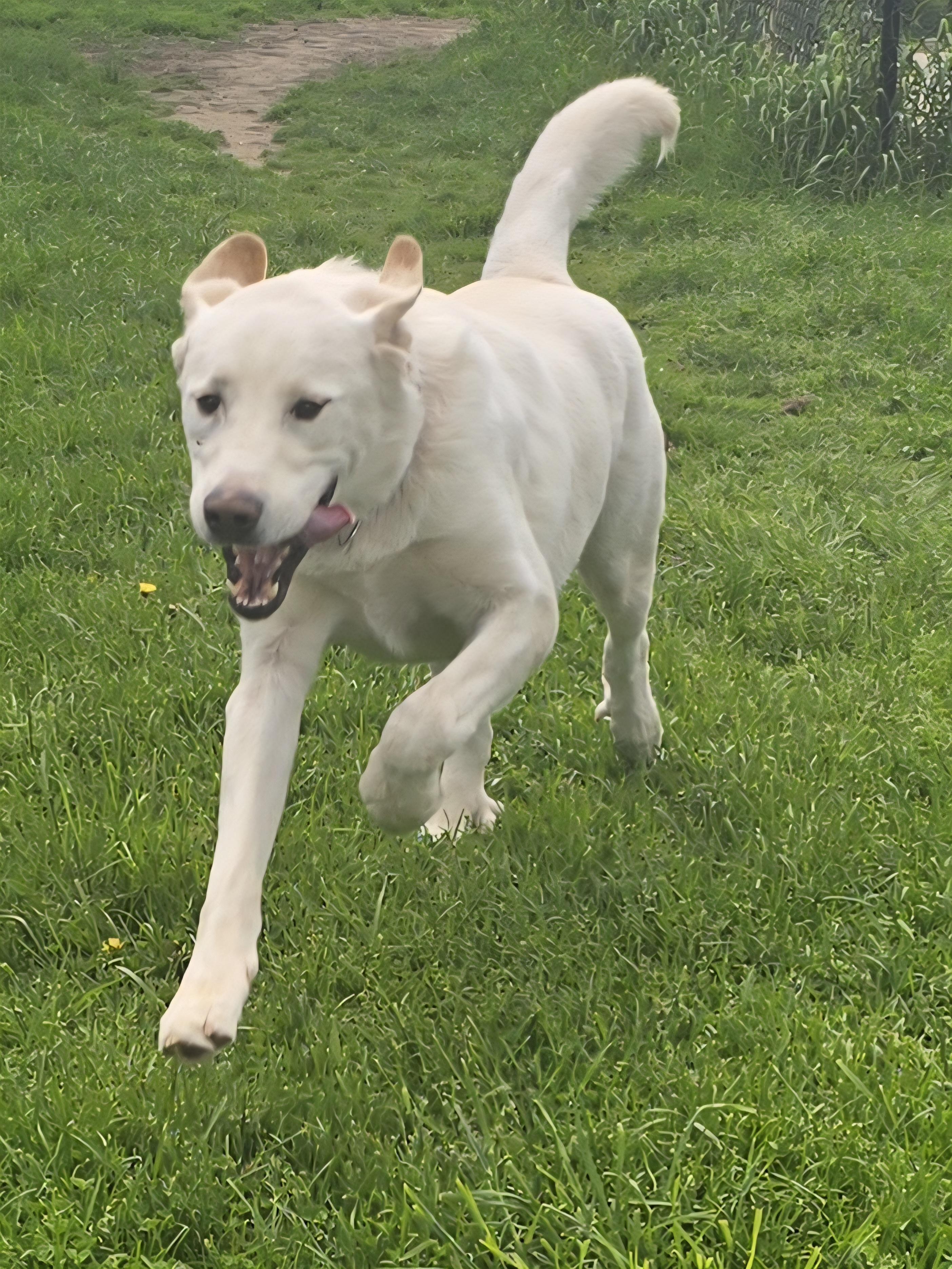 Buddy, a Adoptable mixed breed in Chatsworth, ON image 4/4