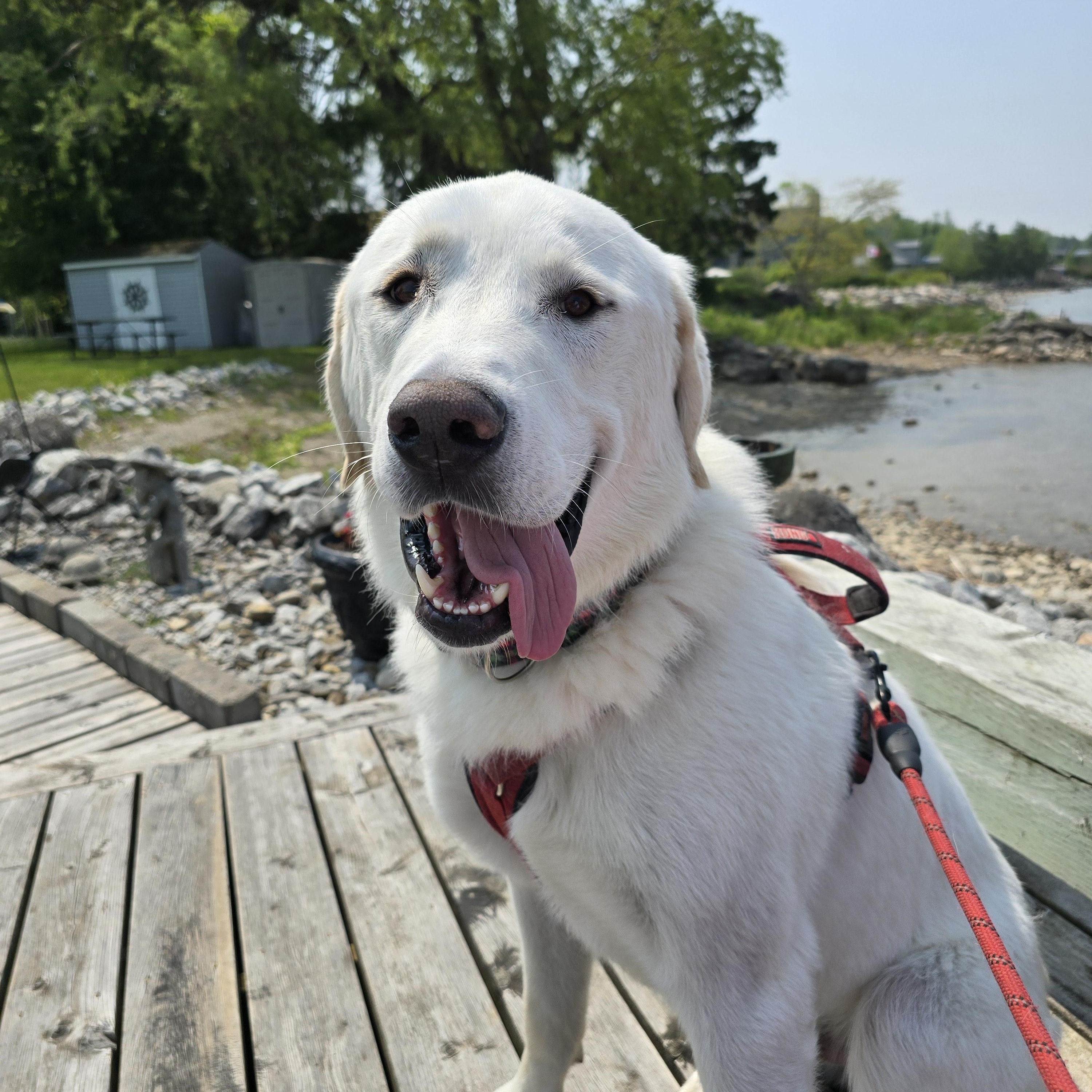 Buddy, Adoptable, Adult Male Akbash.