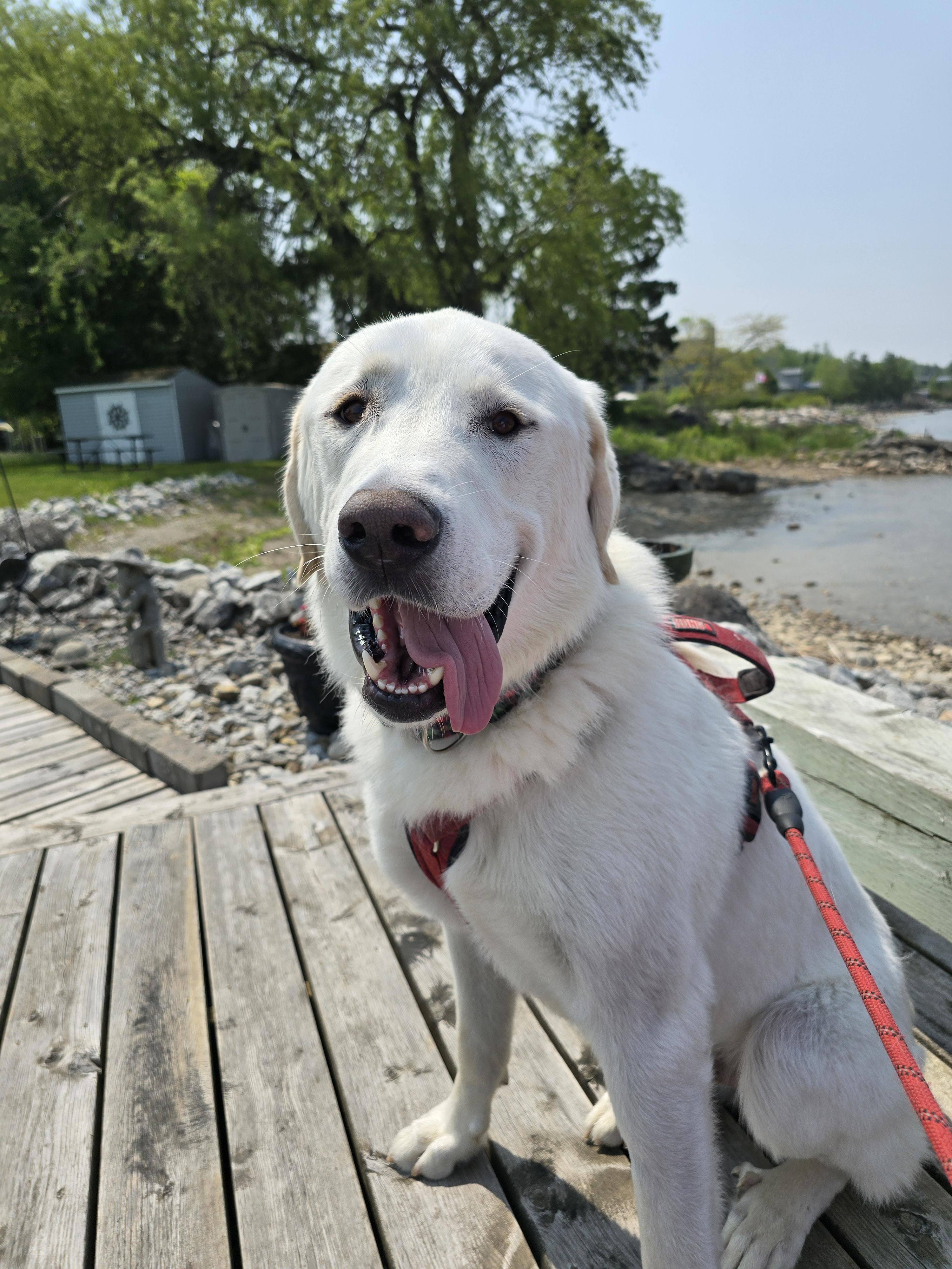 Buddy, an adoptable Akbash in Chatsworth, ON, N0H 1G0 | Photo Image 2
