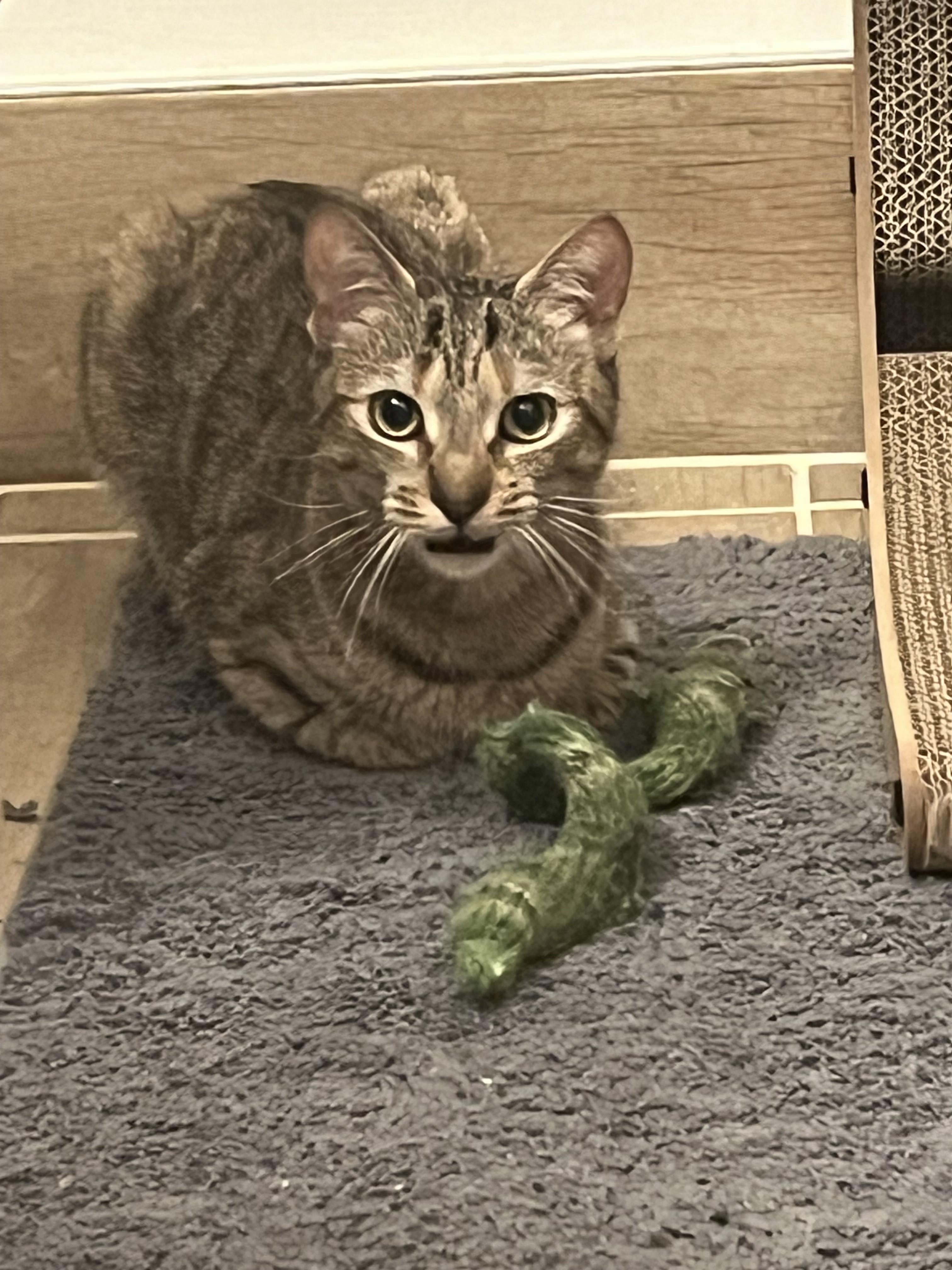 Enlarge Little Olive-Still a Kitten and Very Sweet, an adopted Tabby in Laurel, MD image 3/6