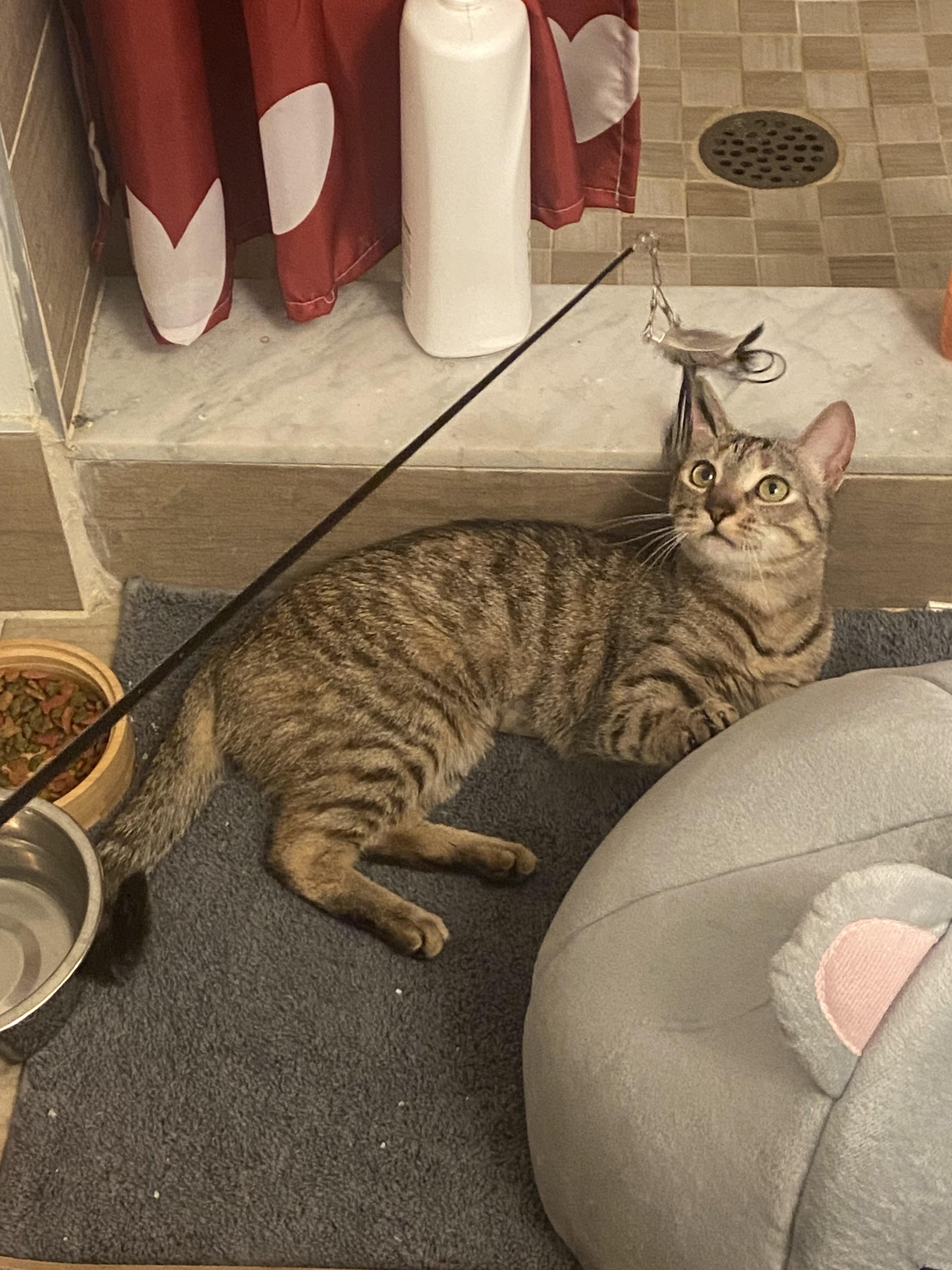 Enlarge Little Olive-Still a Kitten and Very Sweet, an adopted Tabby in Laurel, MD image 2/6