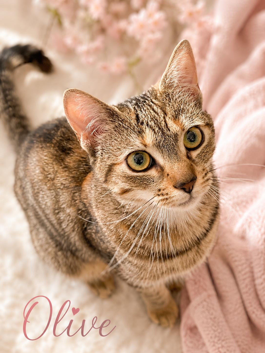 Little Olive-Still a Kitten and Very Sweet, adopted, Kitten Female Tabby.