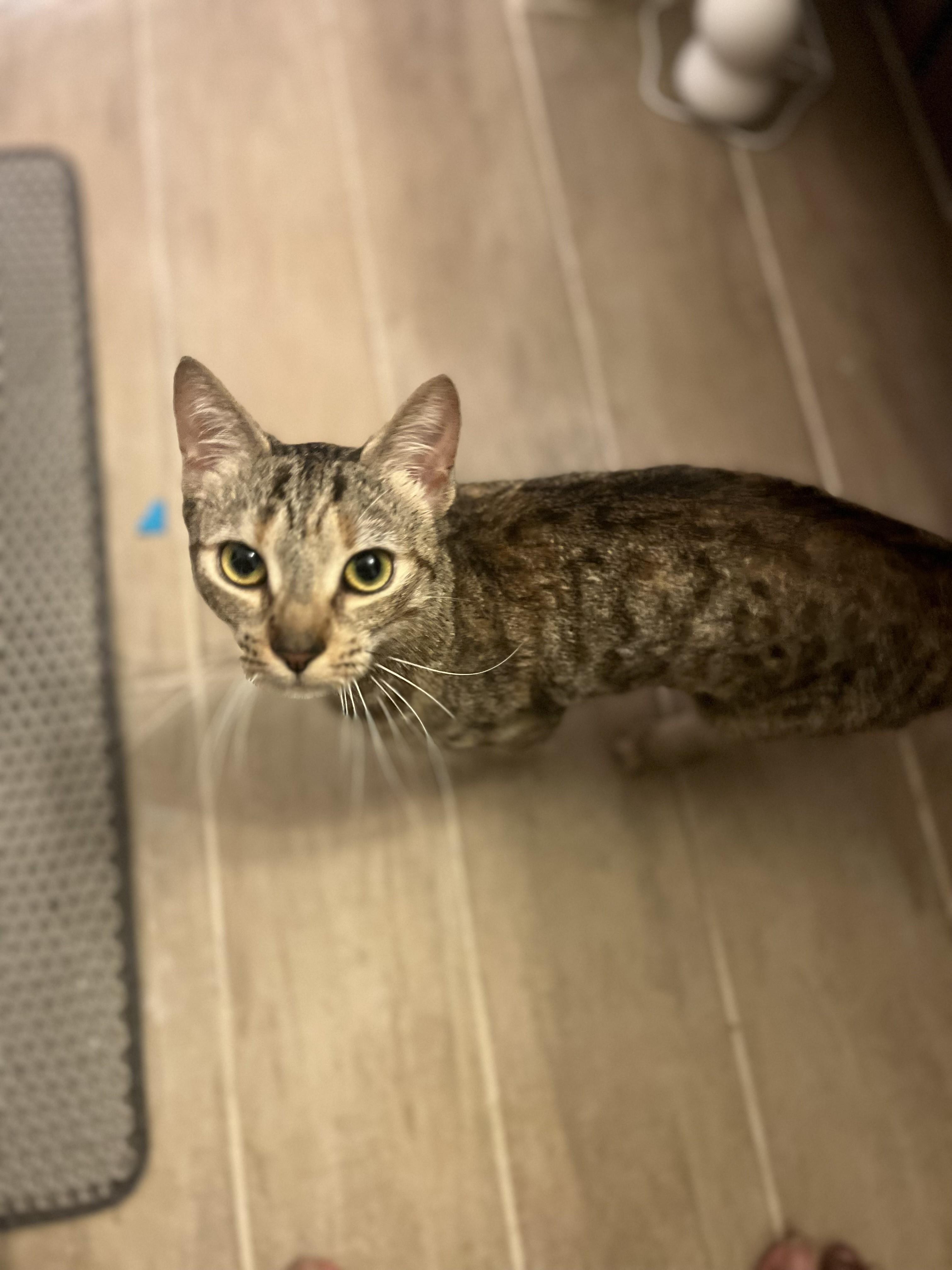 Enlarge Little Olive-Still a Kitten and Very Sweet, an adopted Tabby in Laurel, MD image 6/6