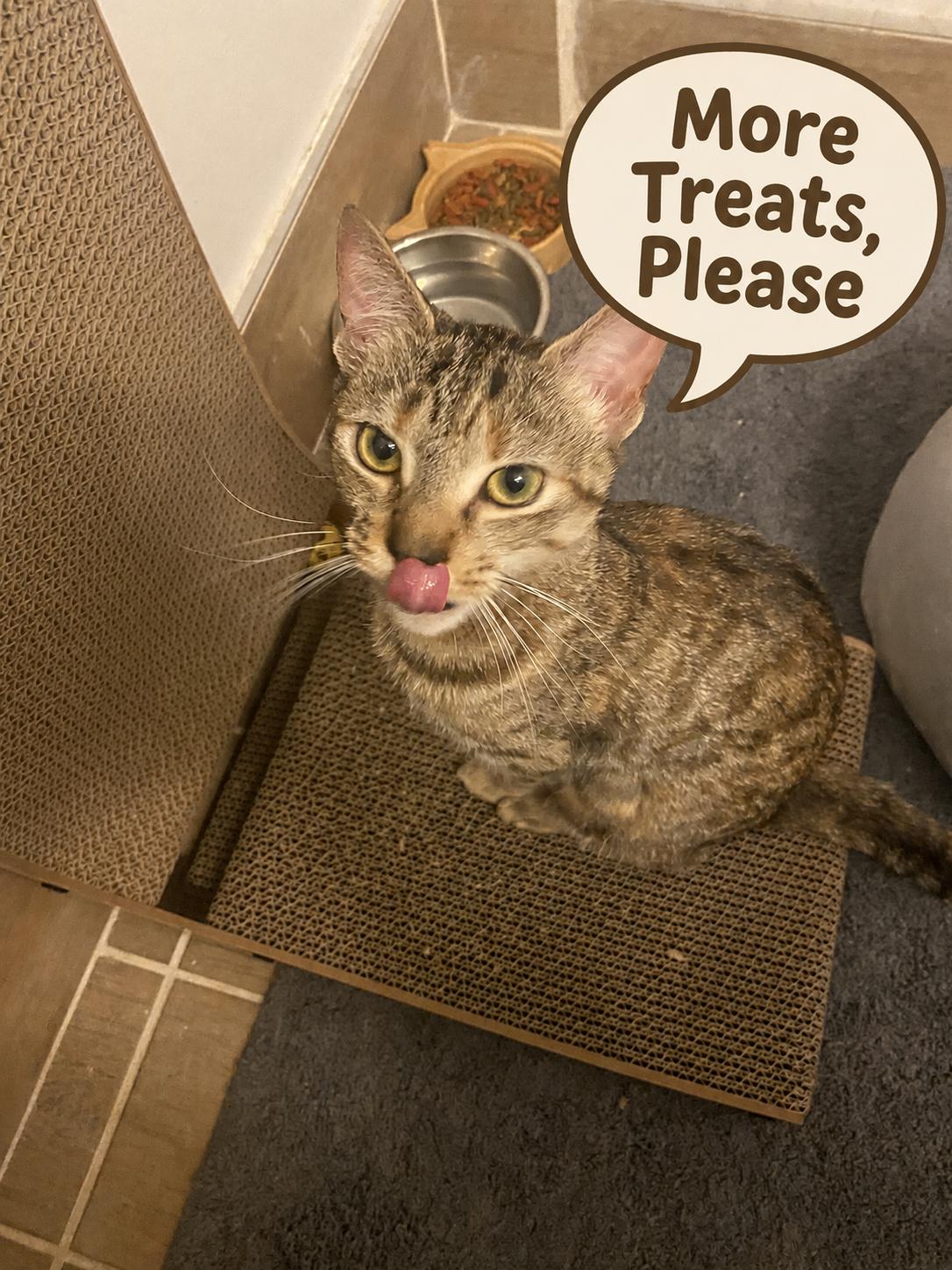 Enlarge Little Olive-Still a Kitten and Very Sweet, an adopted Tabby in Laurel, MD image 5/6