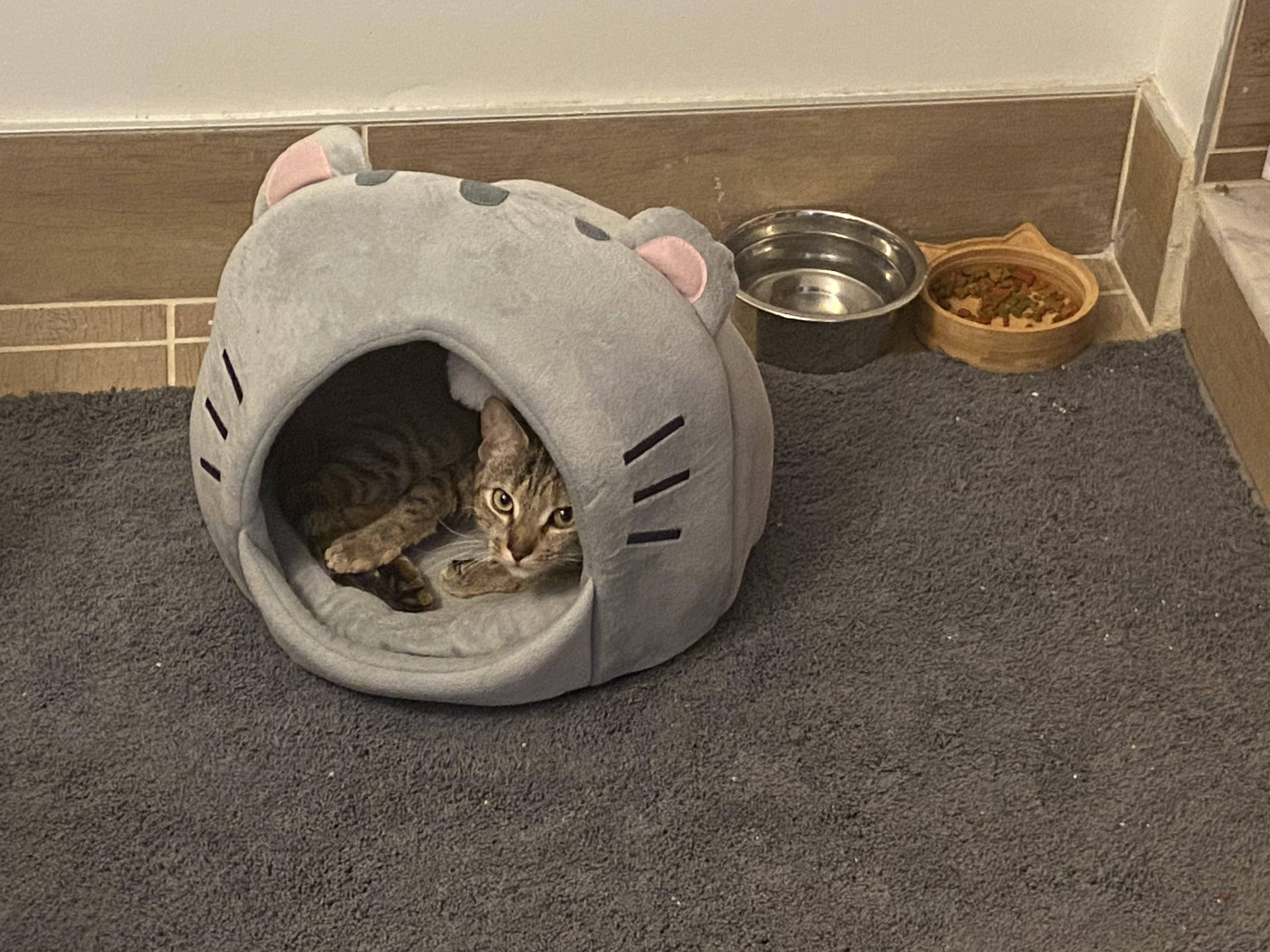 Enlarge Little Olive-Still a Kitten and Very Sweet, an adopted Tabby in Laurel, MD image 4/6