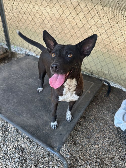 Dog for adoption Brita, a Mixed Breed in Calgary, AB Petfinder