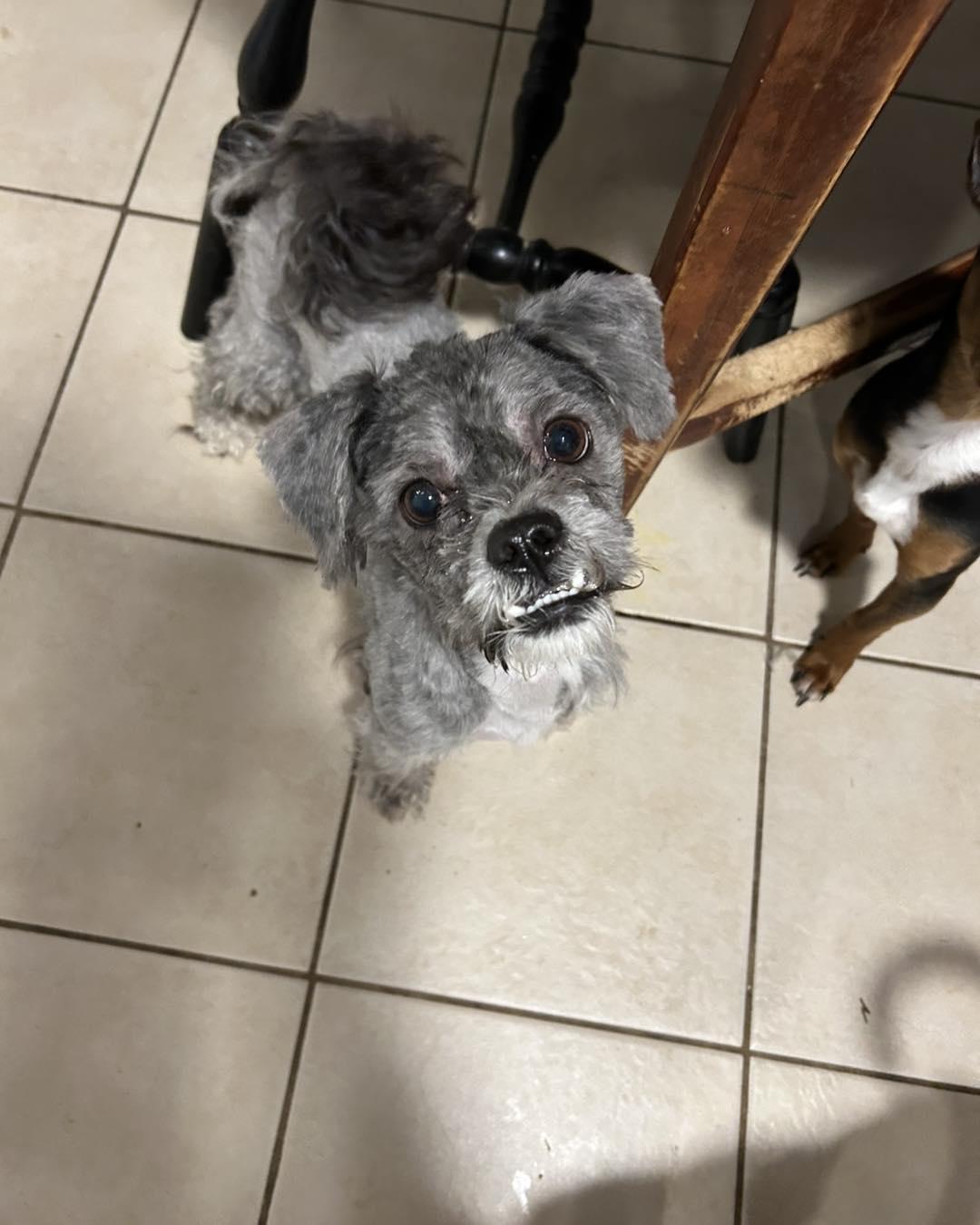 Enlarge Grayson, a ADOPTABLE Shih Tzu in Winsted, CT image 1/2