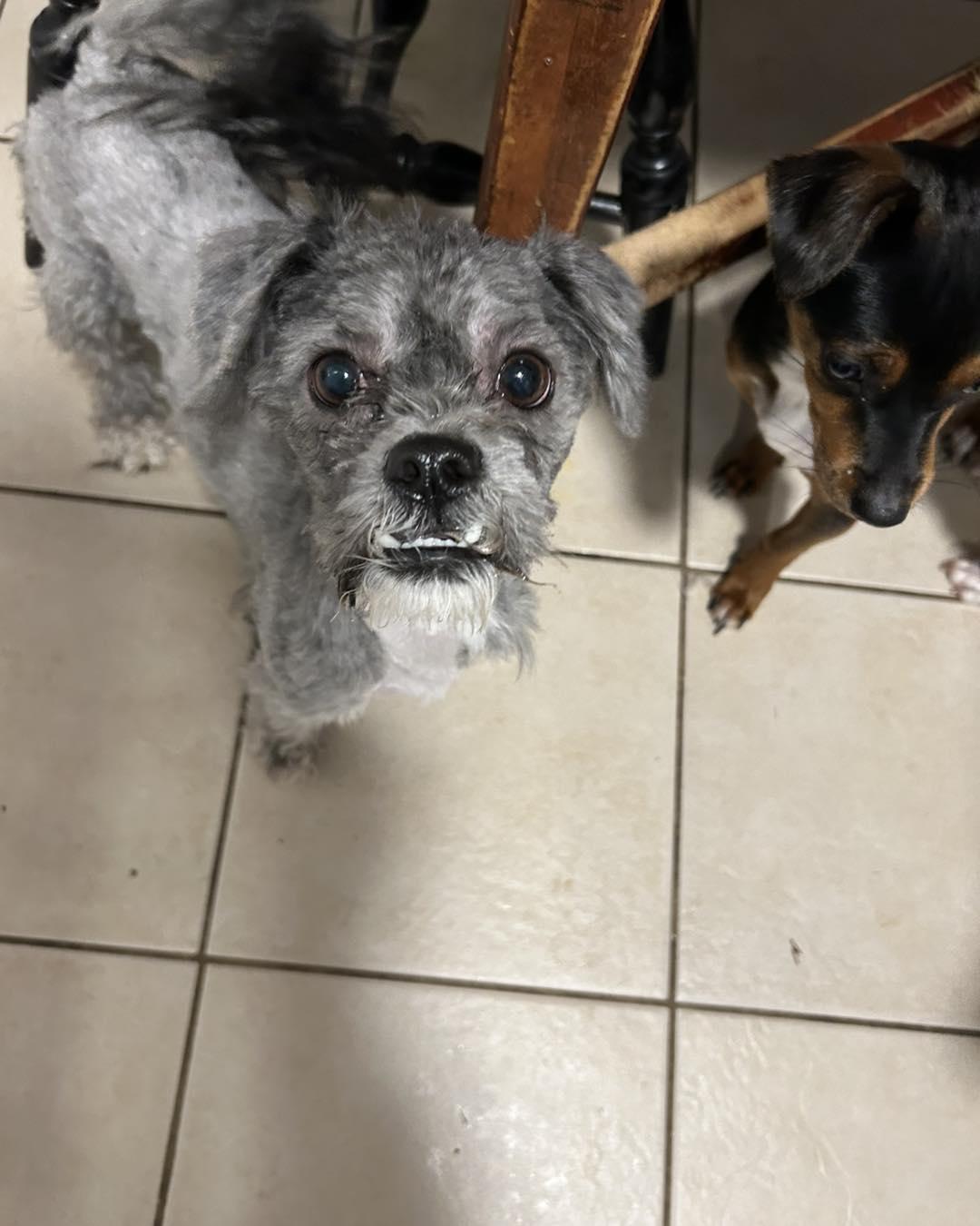 Enlarge Grayson, a ADOPTABLE Shih Tzu in Winsted, CT image 2/2