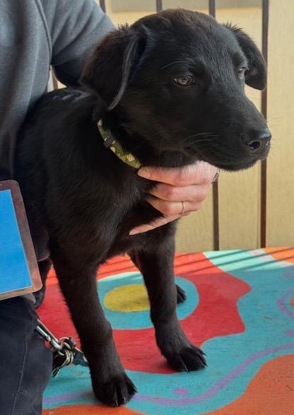 Enlarge Patrick, a Adoptable mixed breed in Newfoundland, NJ image 1/1