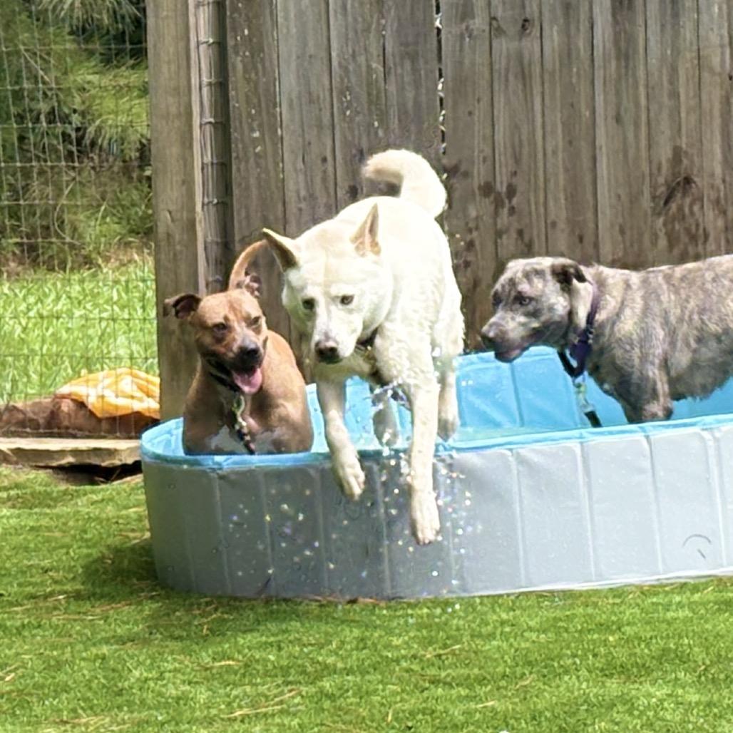 Enlarge Mayson, a Adoptable Mixed Breed in Auburn, AL image 1/6