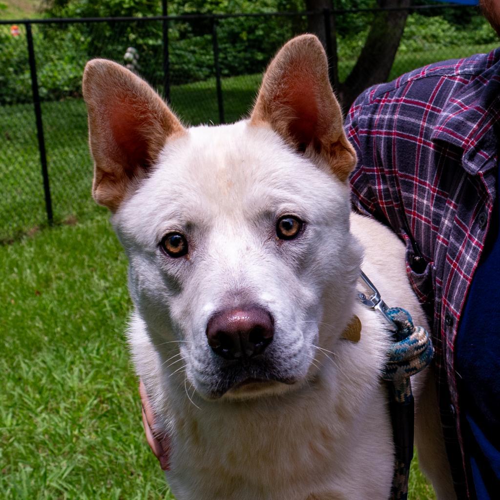 Mayson, Adoptable, Adult Male Mixed Breed.