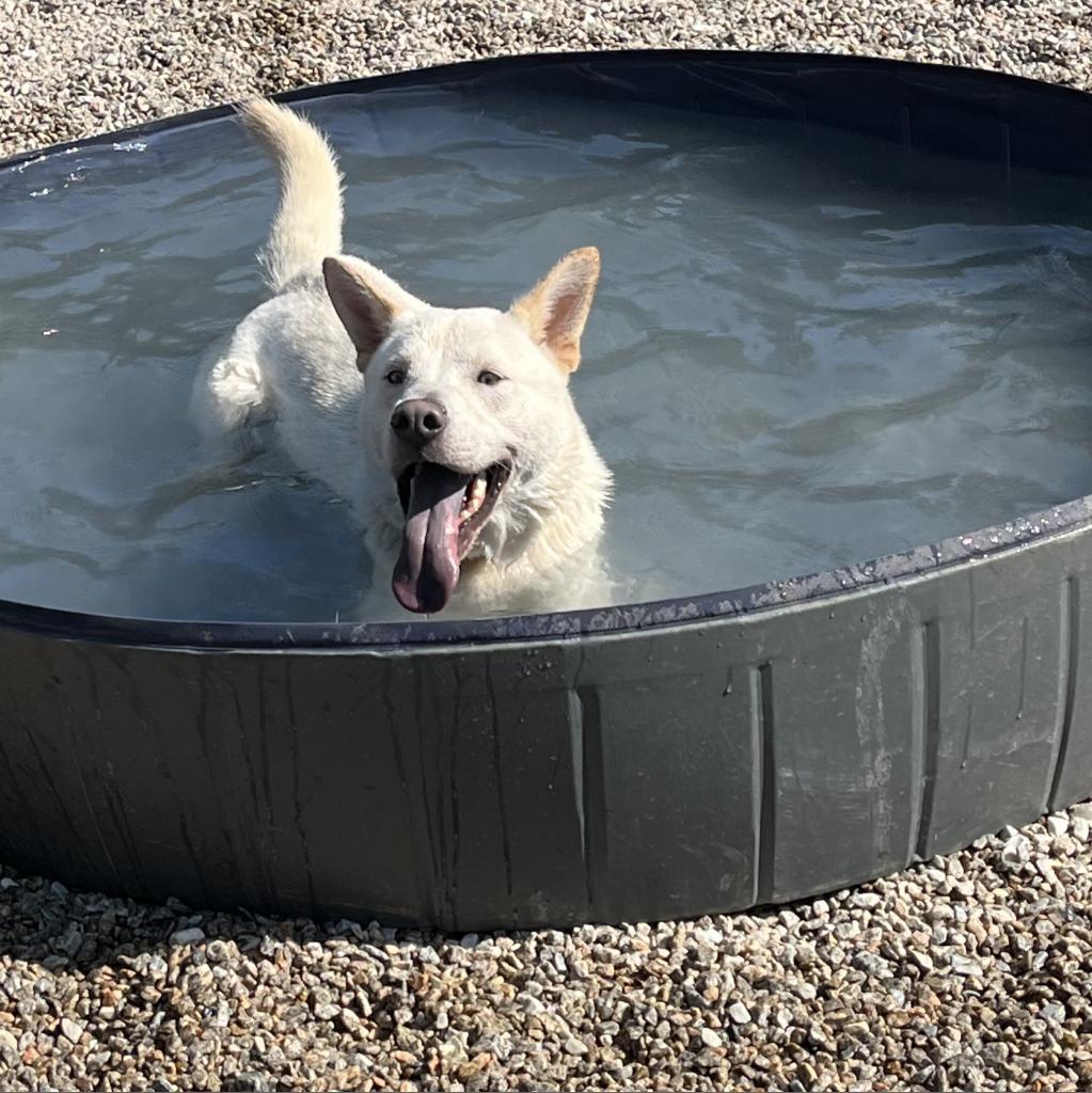 Mayson, a Adoptable Mixed Breed in Auburn, AL image 2/6