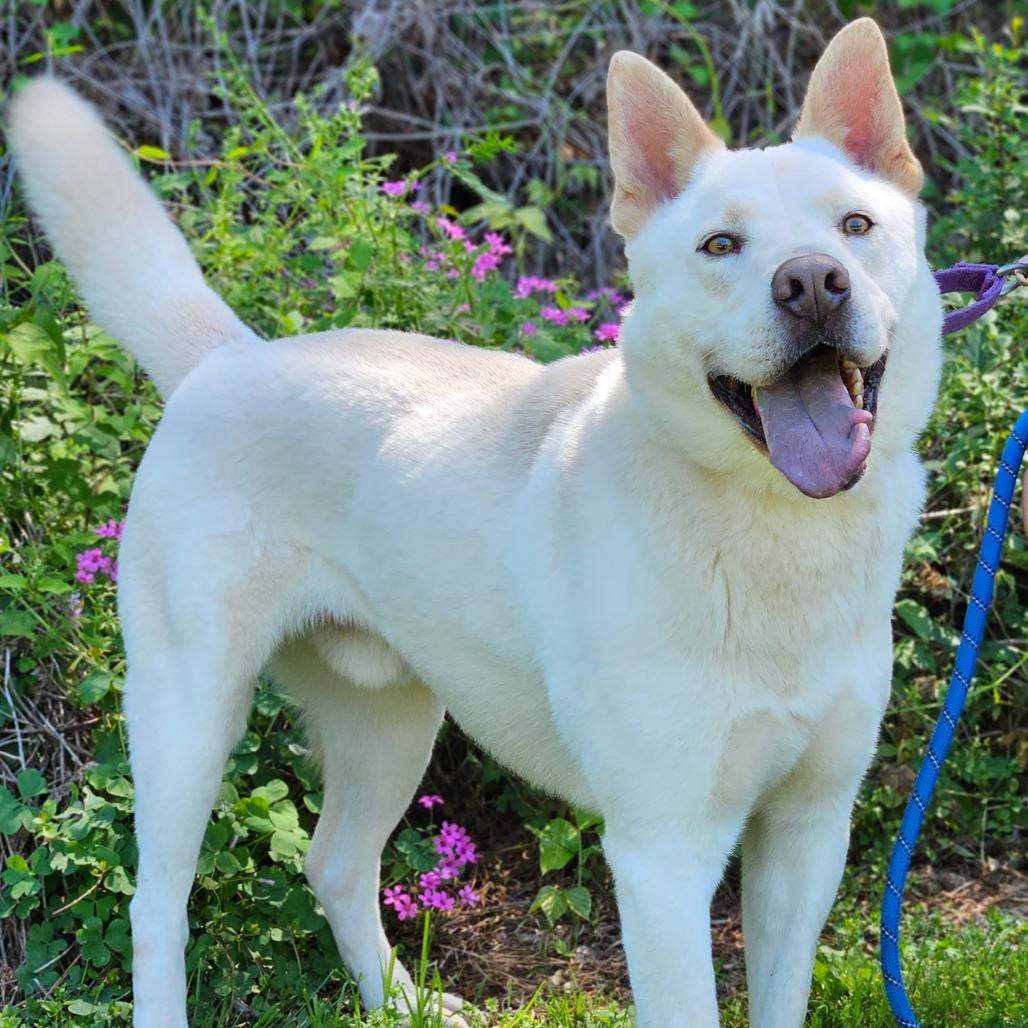 Enlarge Mayson, a Adoptable Mixed Breed in Auburn, AL image 2/6