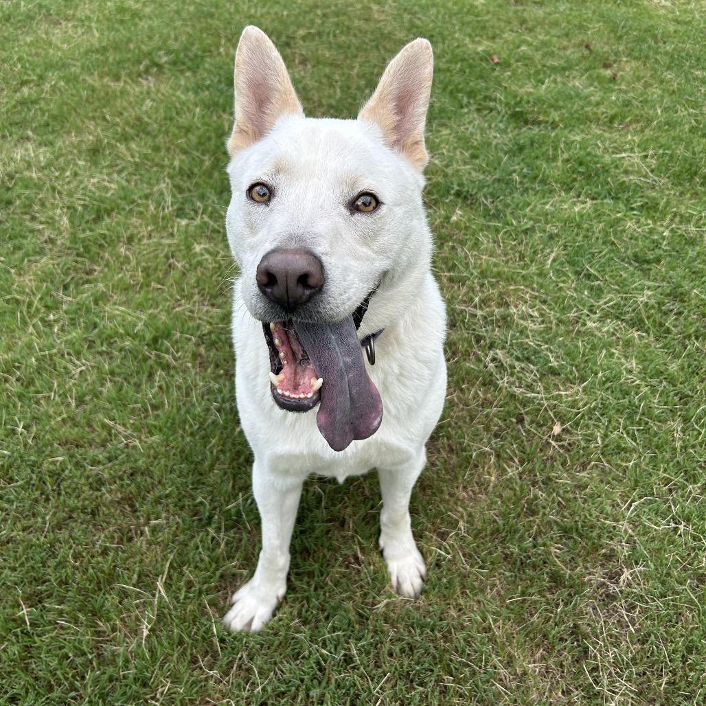 Enlarge Mayson, a Adoptable Mixed Breed in Auburn, AL image 2/6