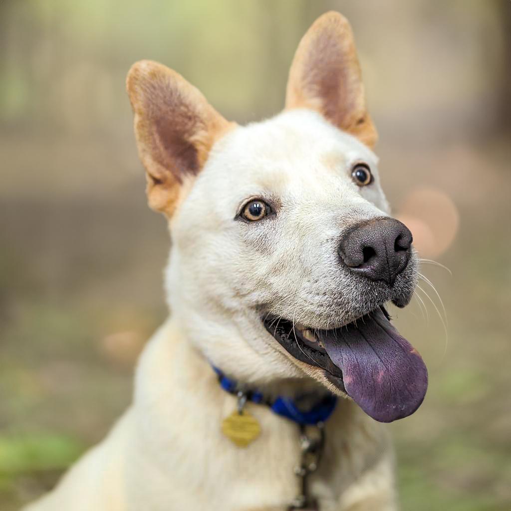 Mayson, a Adoptable Mixed Breed in Auburn, AL image 3/6