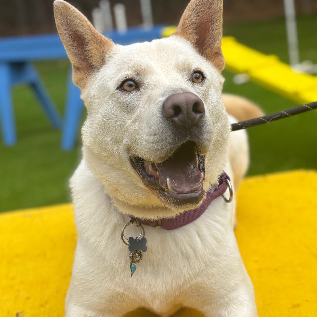 Mayson, a Adoptable Mixed Breed in Auburn, AL image 3/6