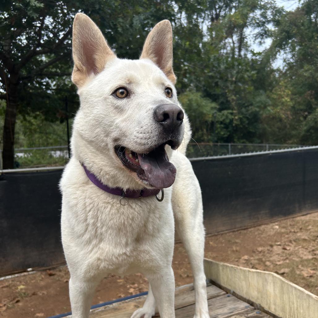 Enlarge Mayson, a Adoptable Mixed Breed in Auburn, AL image 5/6