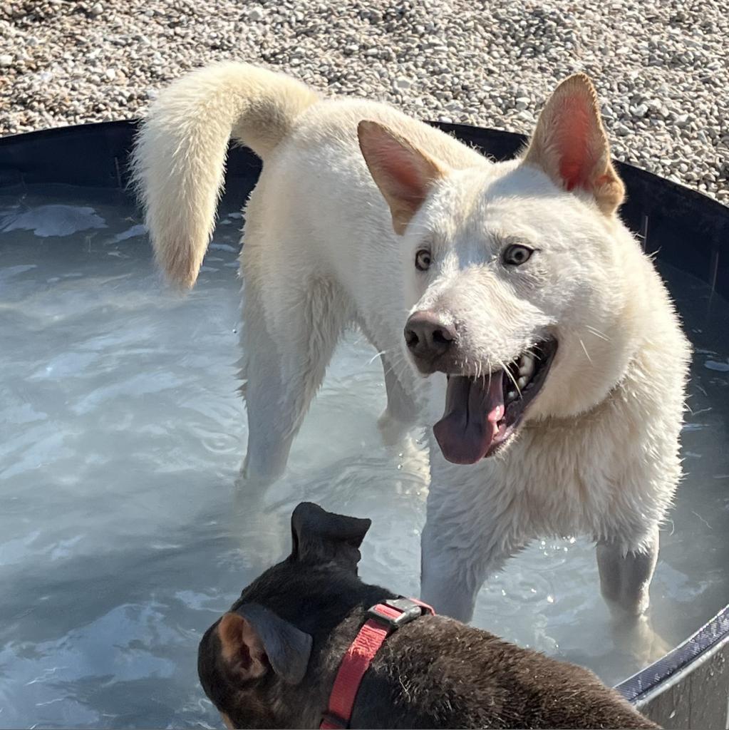 Mayson, a Adoptable Mixed Breed in Auburn, AL image 4/6