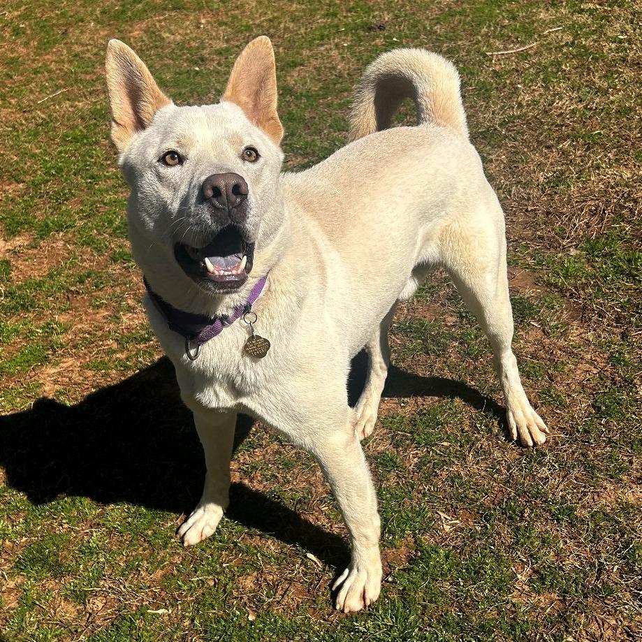 Enlarge Mayson, a Adoptable Mixed Breed in Auburn, AL image 4/6