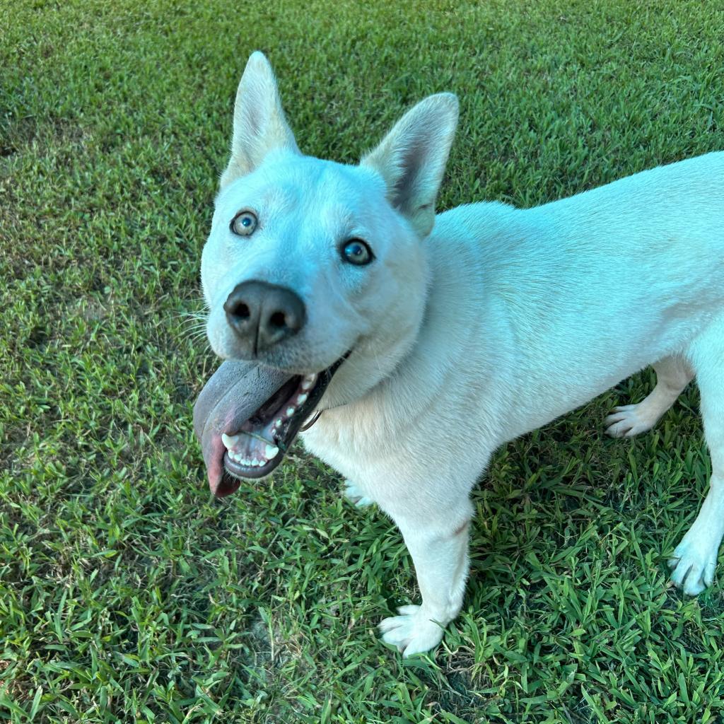 Mayson, a Adoptable Mixed Breed in Auburn, AL image 5/6