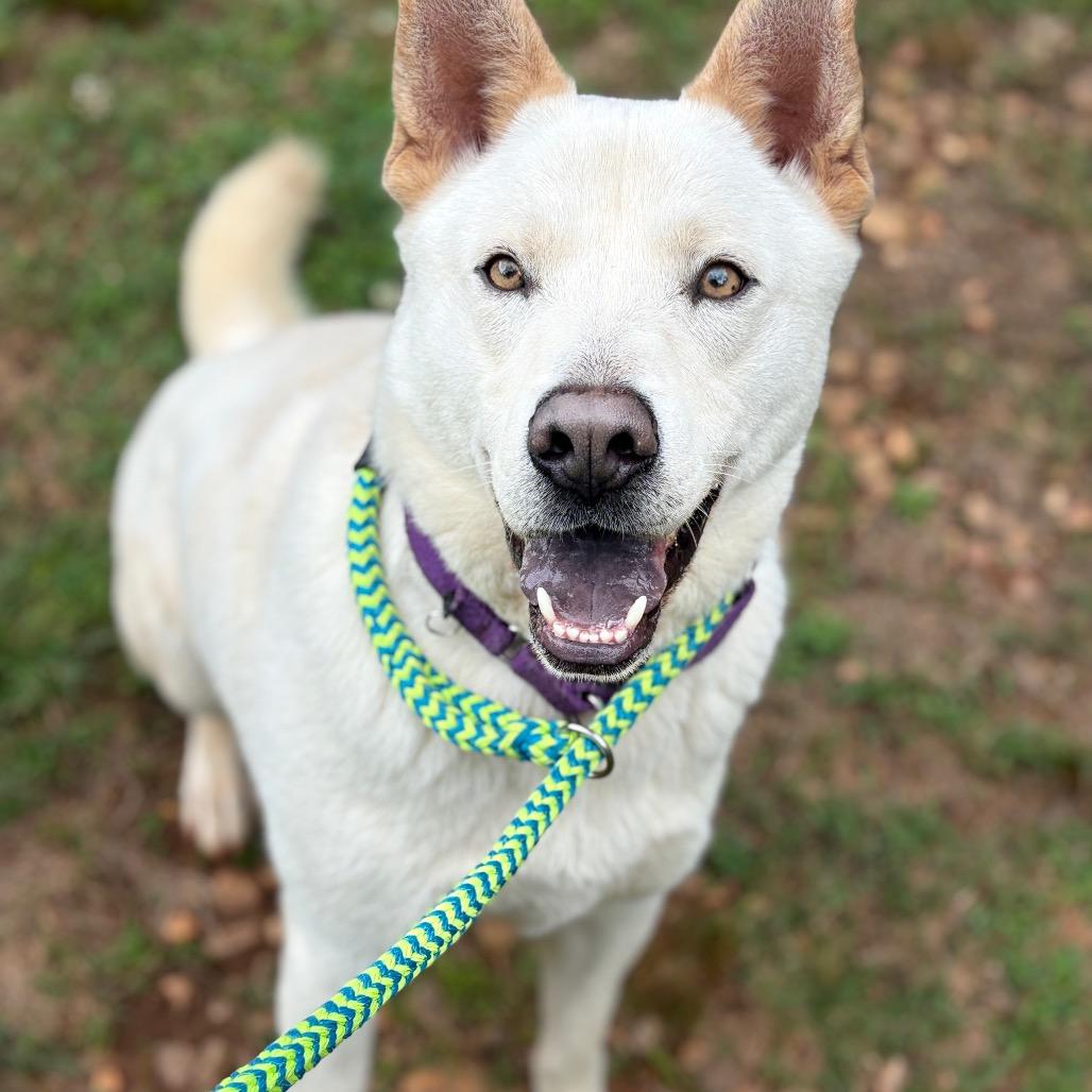 Enlarge Mayson, a Adoptable Mixed Breed in Auburn, AL image 6/6