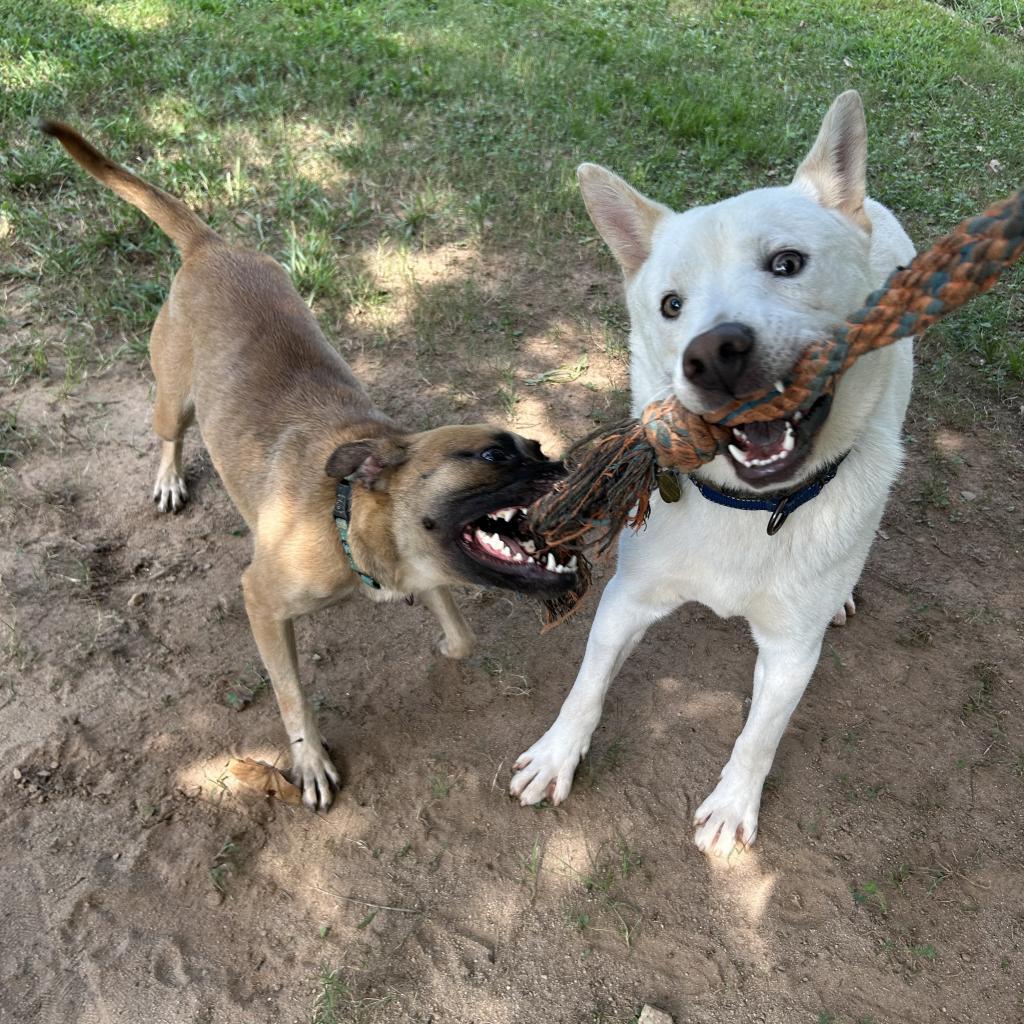 Mayson, a Adoptable Mixed Breed in Auburn, AL image 6/6