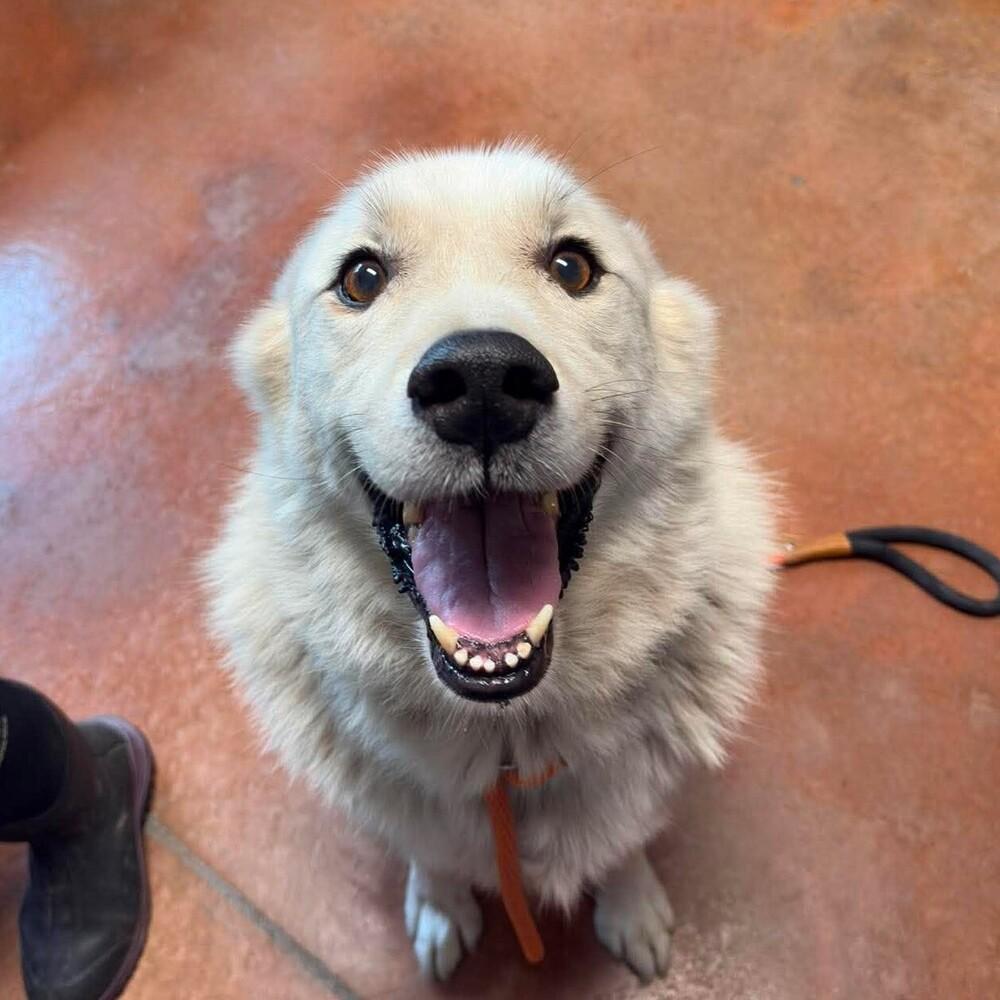 Simba, Adoptable, Adult Male Great Pyrenees & Husky.