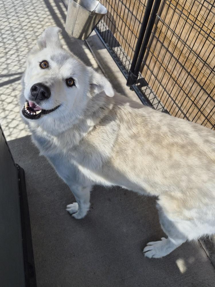 Enlarge Simba, a Adoptable mixed breed in Bolivar, MO image 2/2