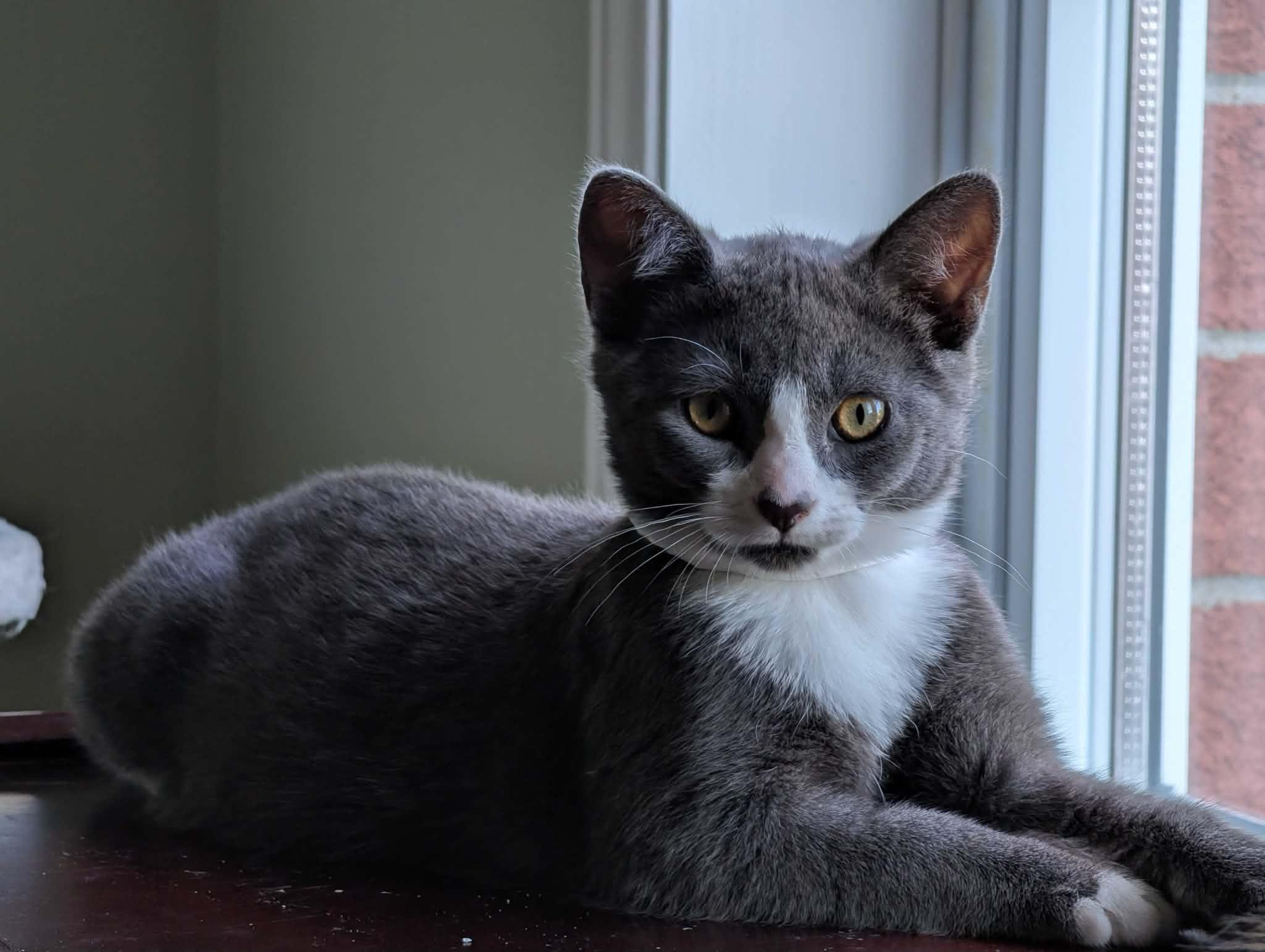 Enlarge Roméo, an adoptable Domestic Short Hair in Wakefield, QC image 3/3
