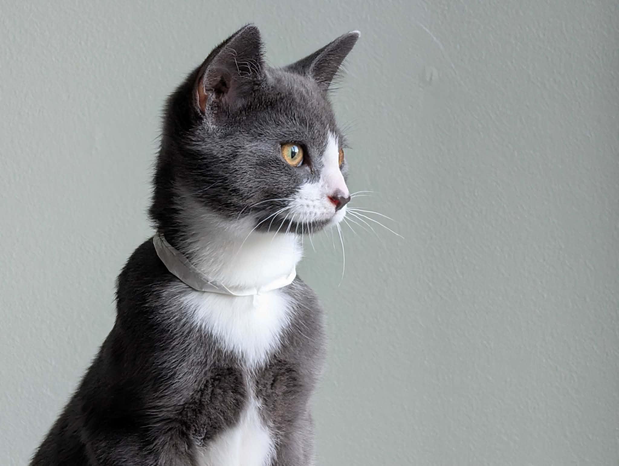 Enlarge Roméo, an adoptable Domestic Short Hair in Wakefield, QC image 2/3