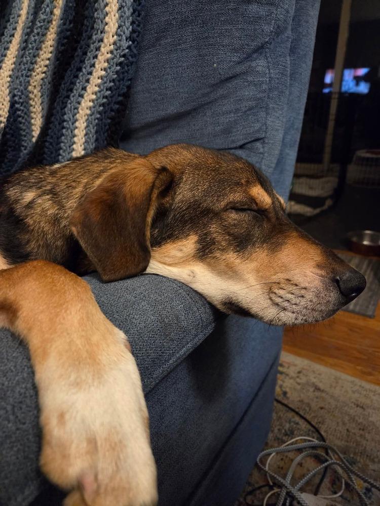 Enlarge Mutt & Jeff : Mutt, a Adoptable mixed breed in Aurora, IN image 1/4