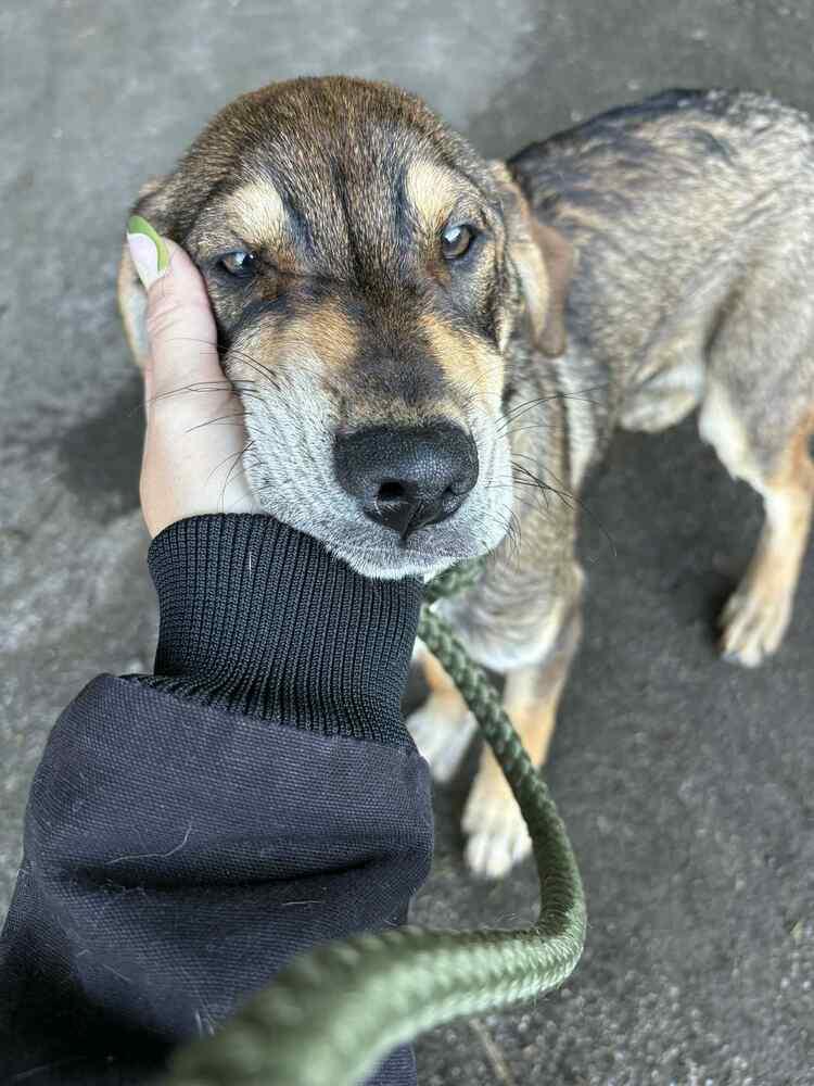 Enlarge Mutt & Jeff : Mutt, a Adoptable mixed breed in Aurora, IN image 2/4