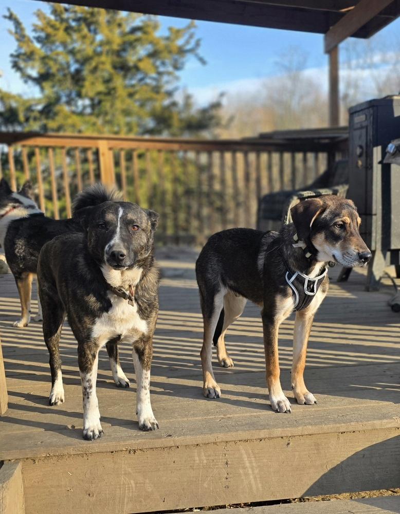 Enlarge Mutt & Jeff : Mutt, a Adoptable mixed breed in Aurora, IN image 4/4