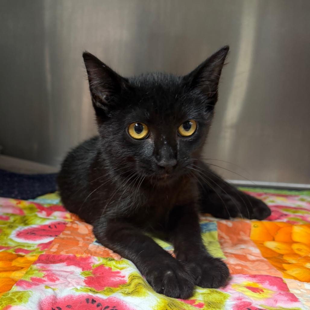 Element, Adoptable, Kitten Male Domestic Short Hair.