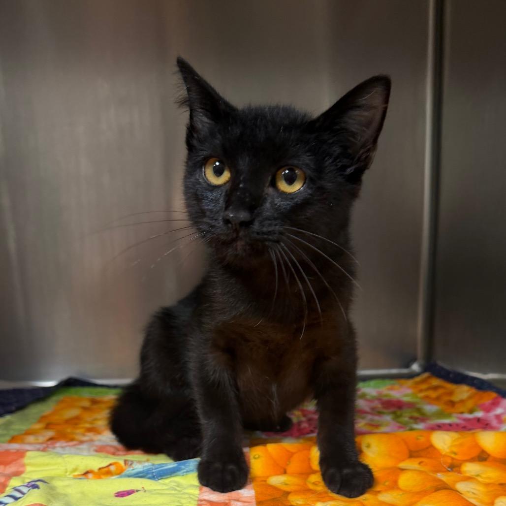 Element, a Adoptable Domestic Short Hair in Bryan, TX image 2/6
