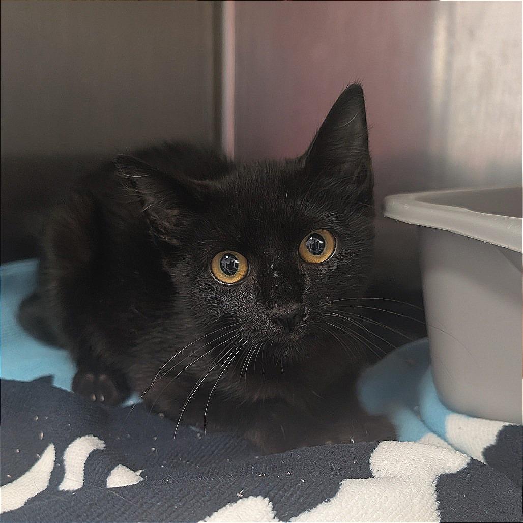 Element, a Adoptable Domestic Short Hair in Bryan, TX image 3/6