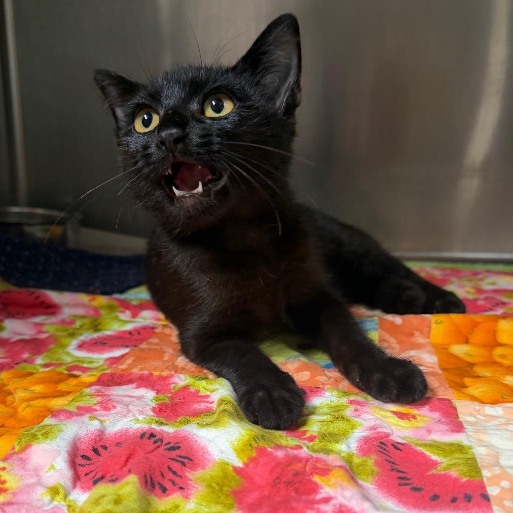 Element, a Adoptable Domestic Short Hair in Bryan, TX image 4/6