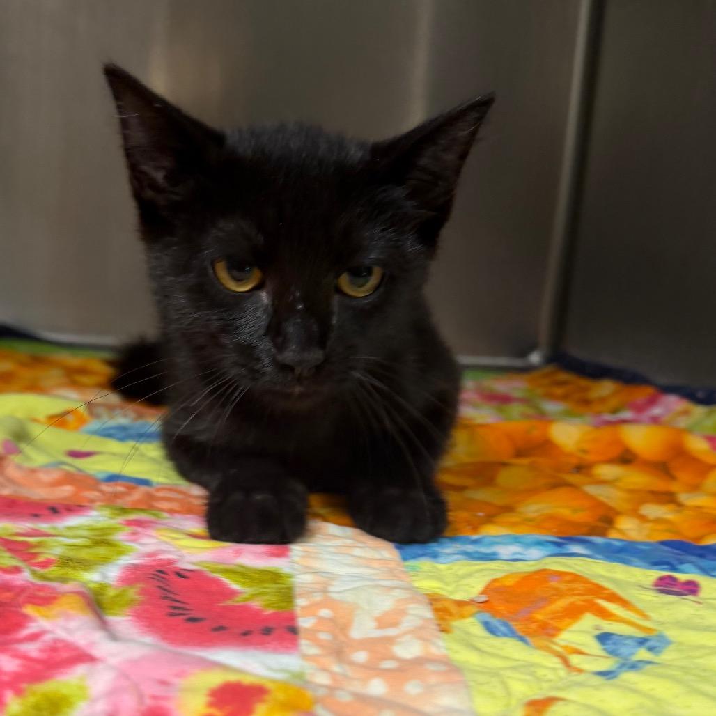 Element, a Adoptable Domestic Short Hair in Bryan, TX image 5/6