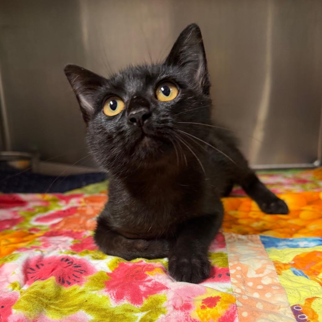 Element, a Adoptable Domestic Short Hair in Bryan, TX image 6/6
